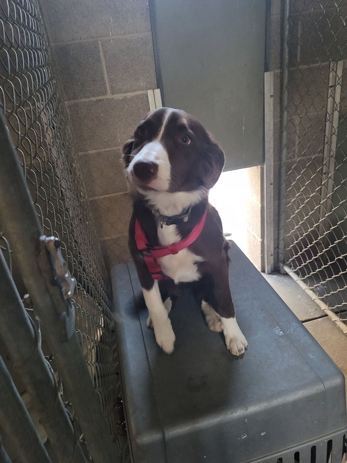 Dog Boarding Gallery Cowboy Joe's Dog Boarding