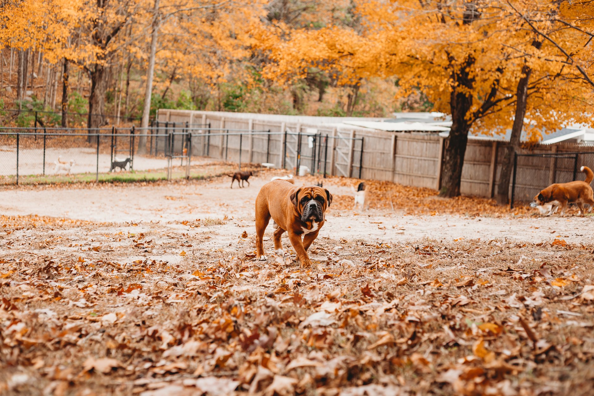 Doggie Daycare Services Willington CT Dog / Cat Day Care Camp in