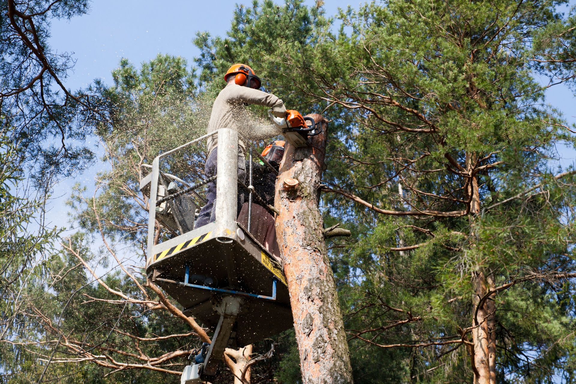 A worker in a lift basket uses a chainsaw to cut a tree trunk.