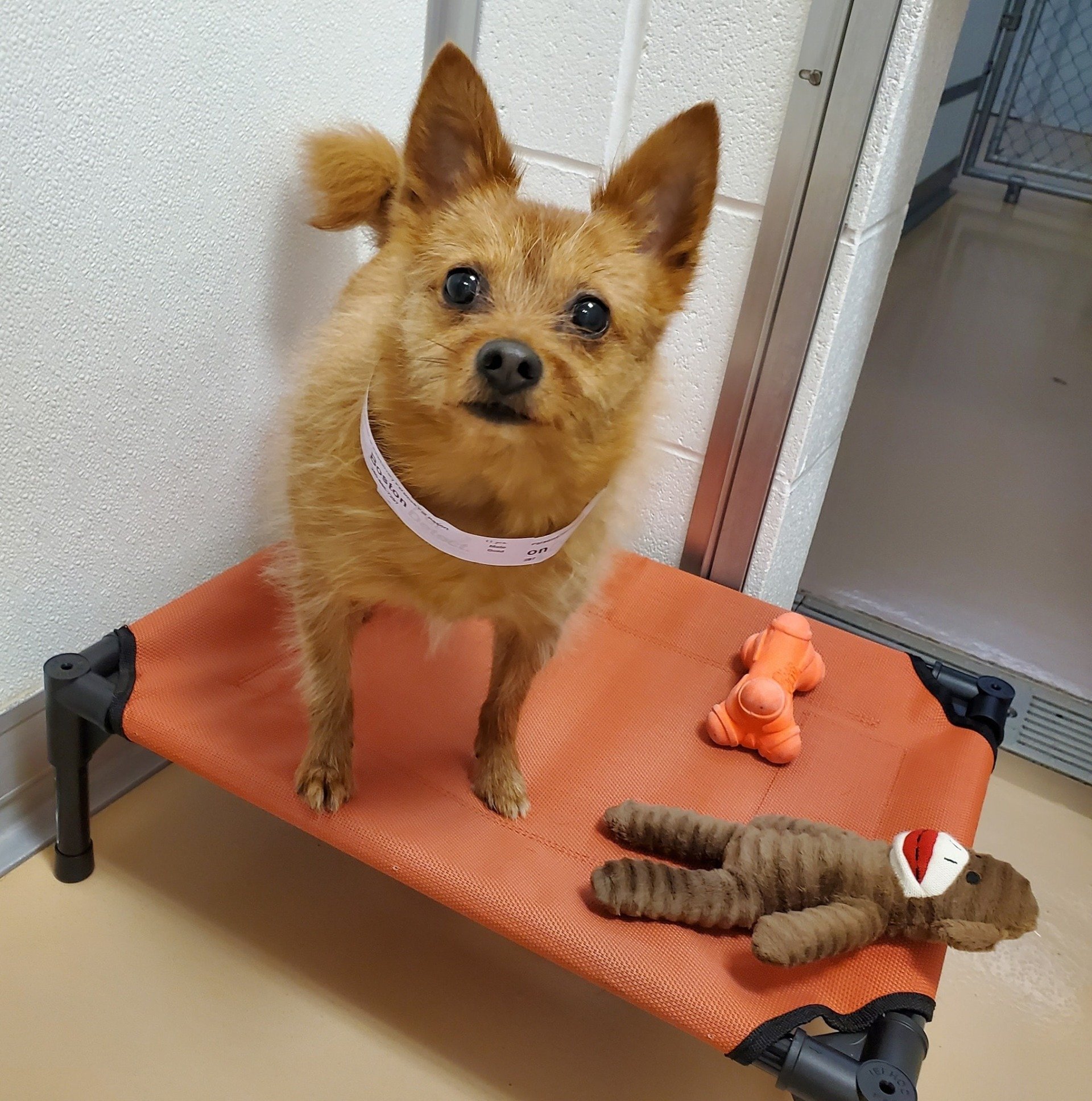 Pawsitively Paradise Pet Resort Photo Gallery Angola, IN