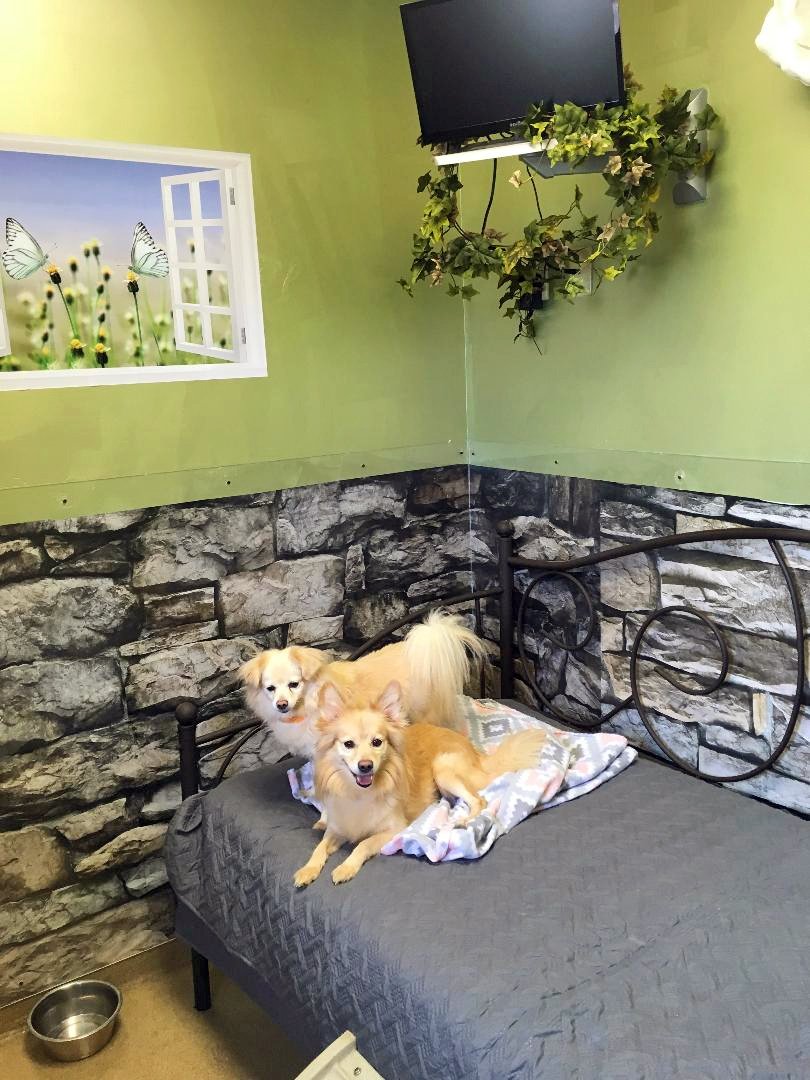 Luxury Suites and Pet Suites Angola, IN