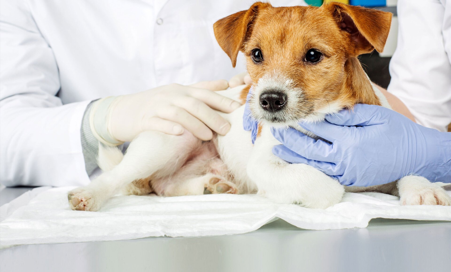 Veterinarian Jean A. Fromm, D.V.M. P.C. Grand Junction, CO