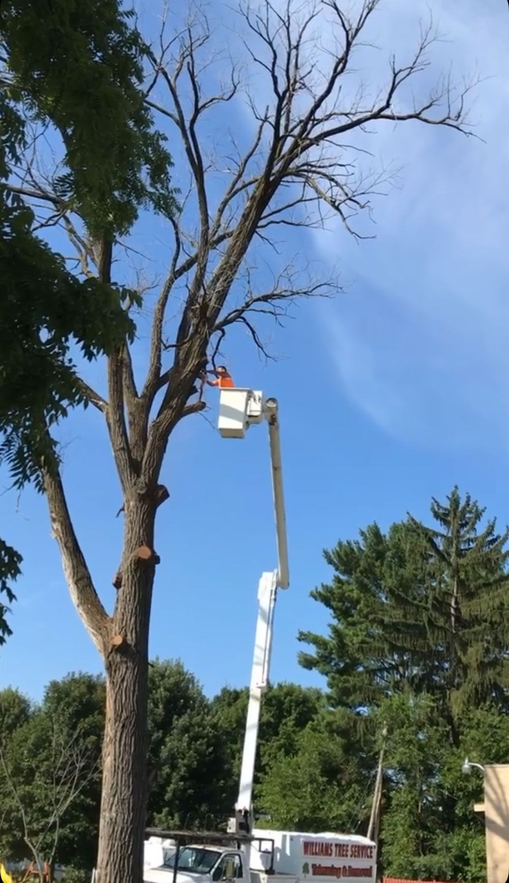 Photo Gallery | William's Tree Service