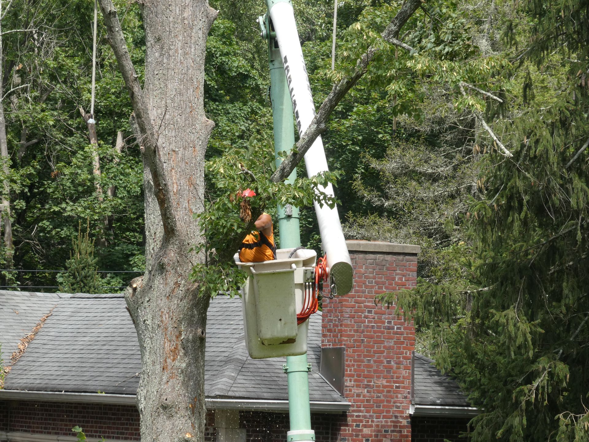 Tree Removal Top Notch Tree & Excavating Northern NJ