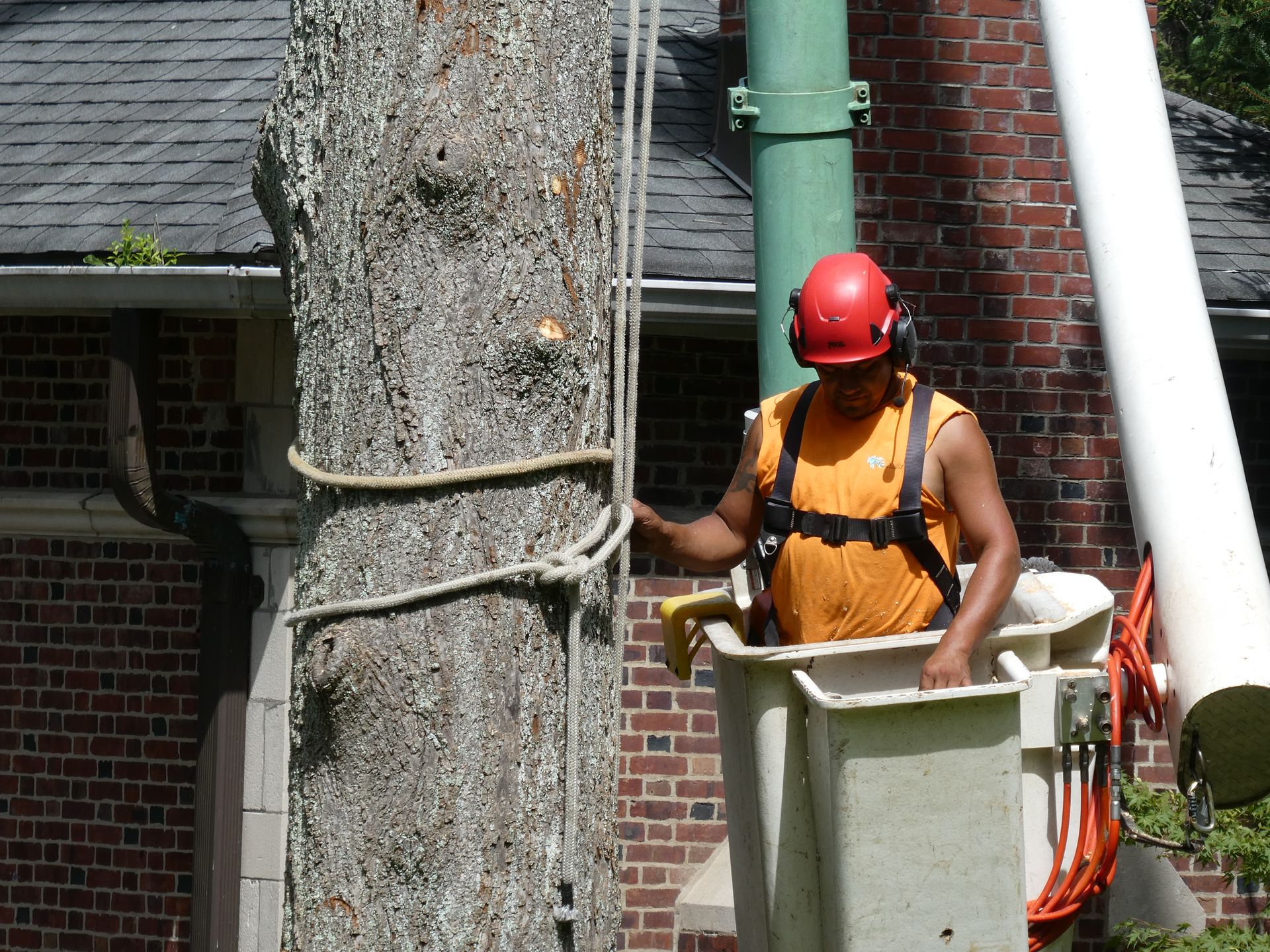 Tree Removal Top Notch Tree & Excavating Northern NJ