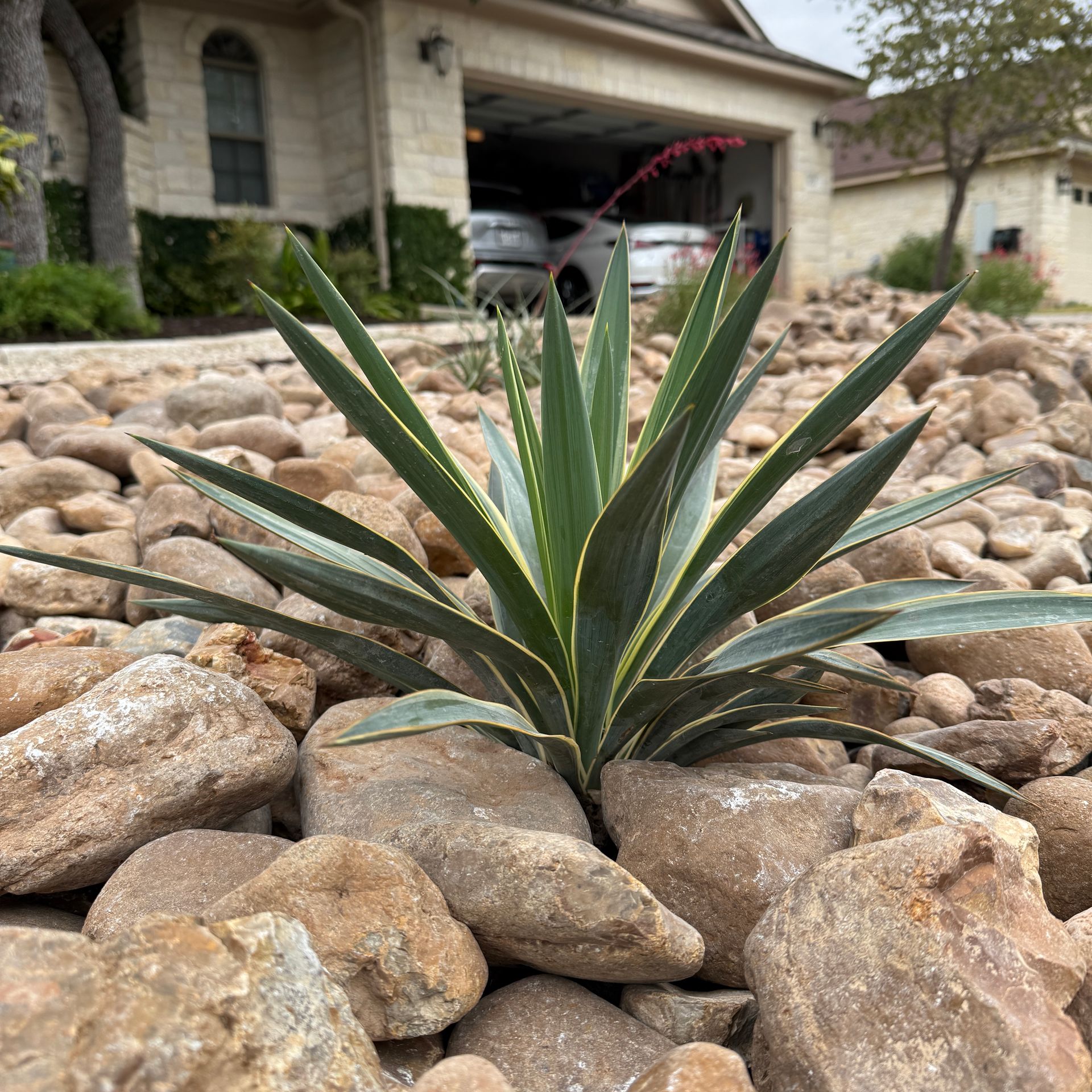 Best Shade Plants for Texas Gardens