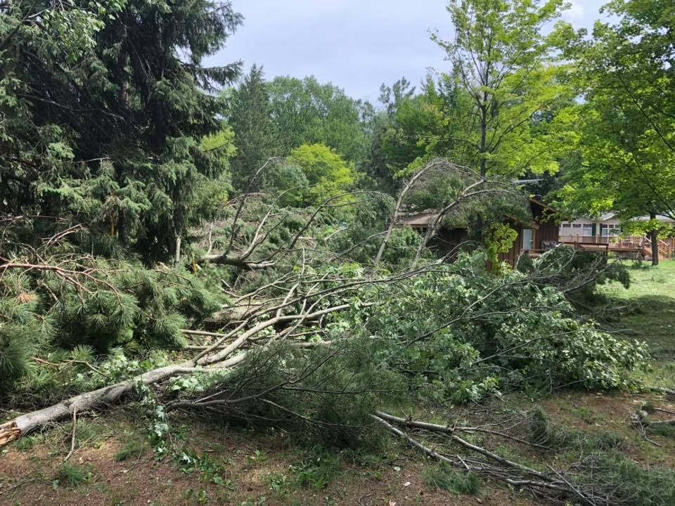 Miller Tree Tree Removal Service | Menominee, MI | Miller's Tree Service