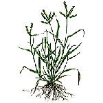 Goosegrass