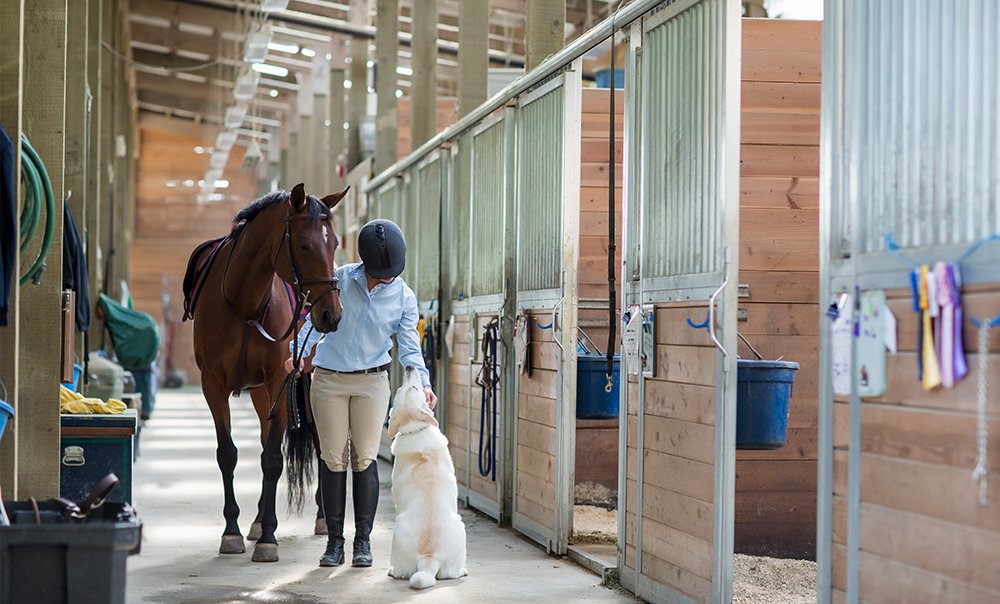 Excalibur Insurance Agency Equine Insurance Hartland WI