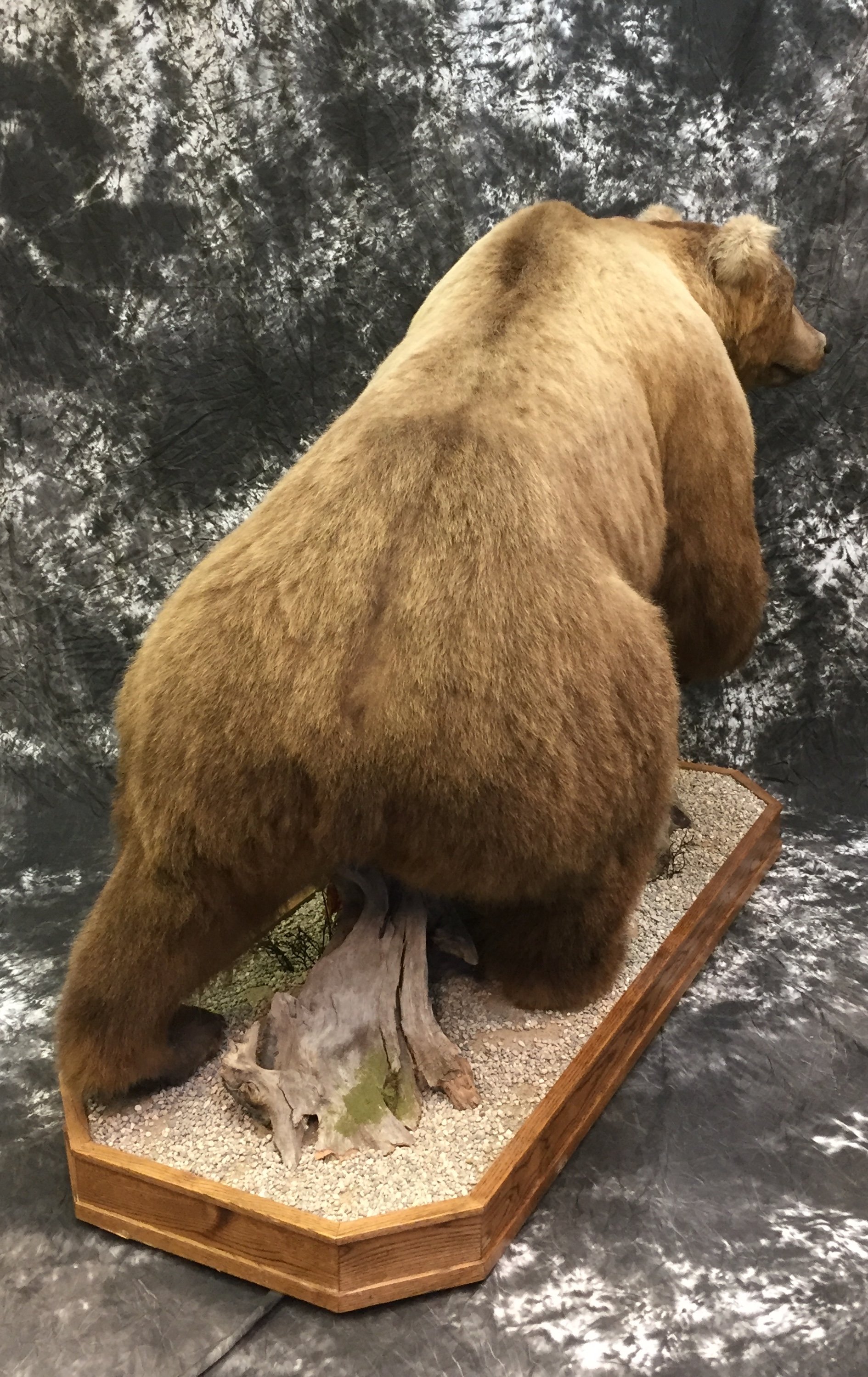 LifeSize Animals West Olive, MI