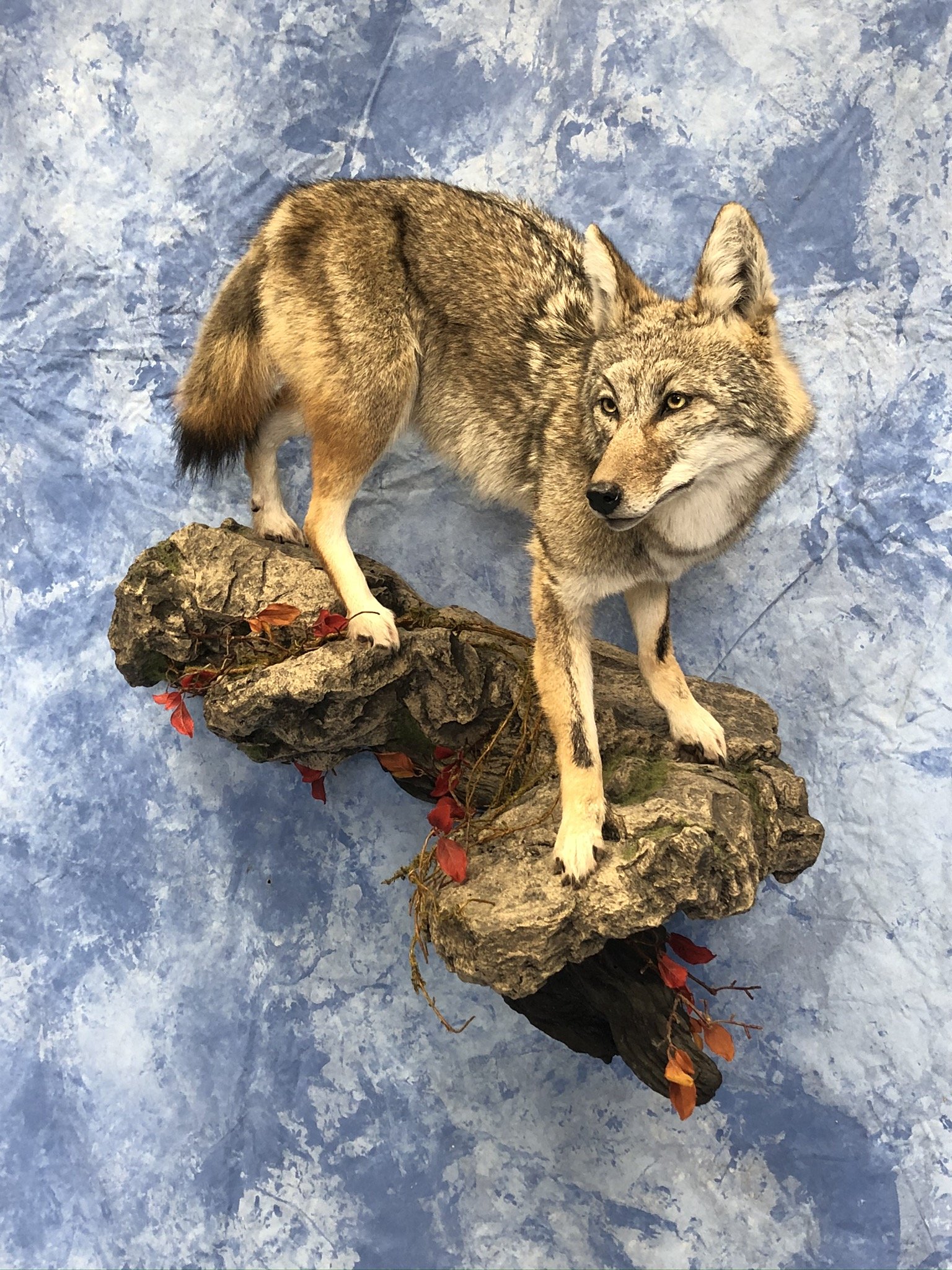 LifeSize Animals West Olive, MI