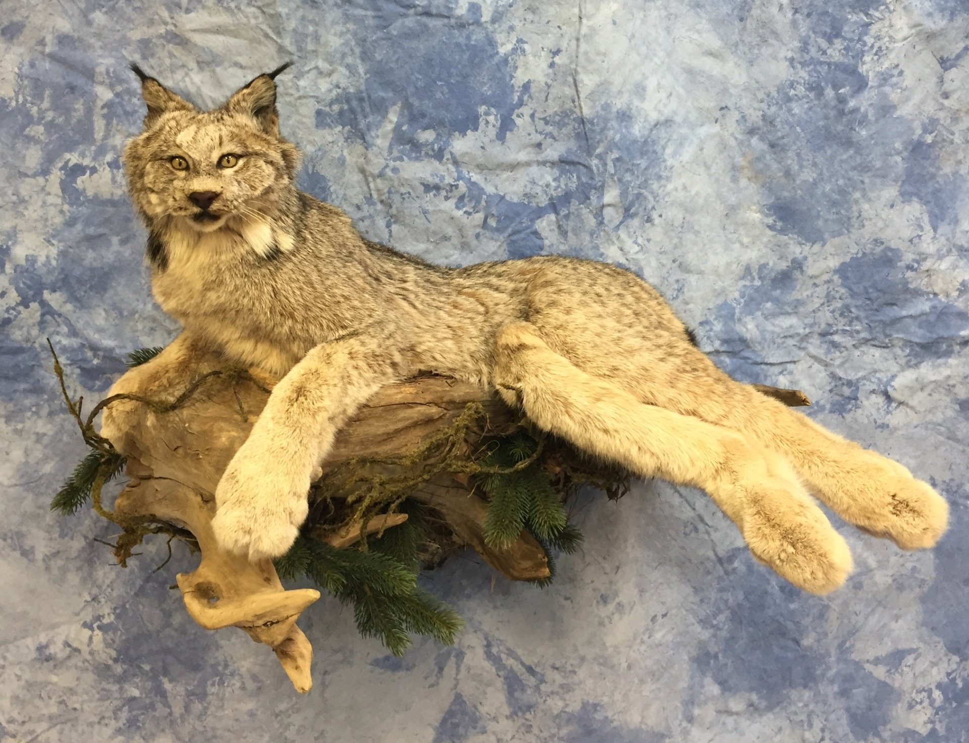 LifeSize Animals West Olive, MI