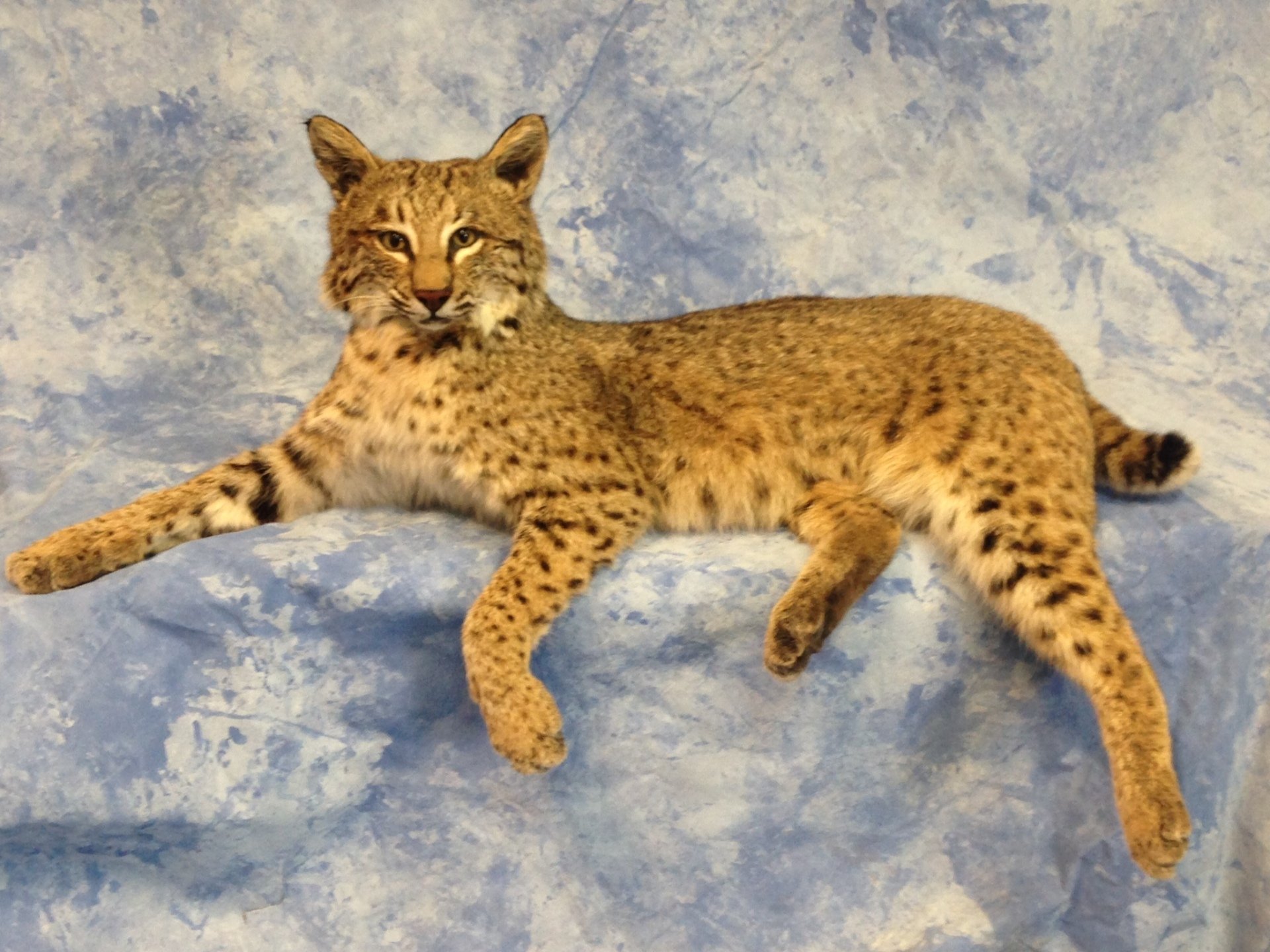 LifeSize Animals West Olive, MI