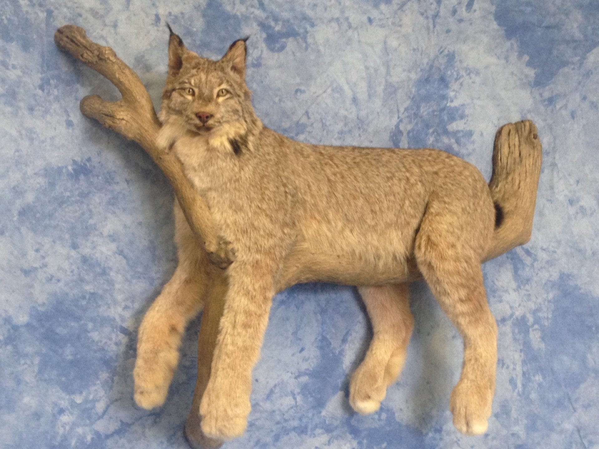 LifeSize Animals West Olive, MI