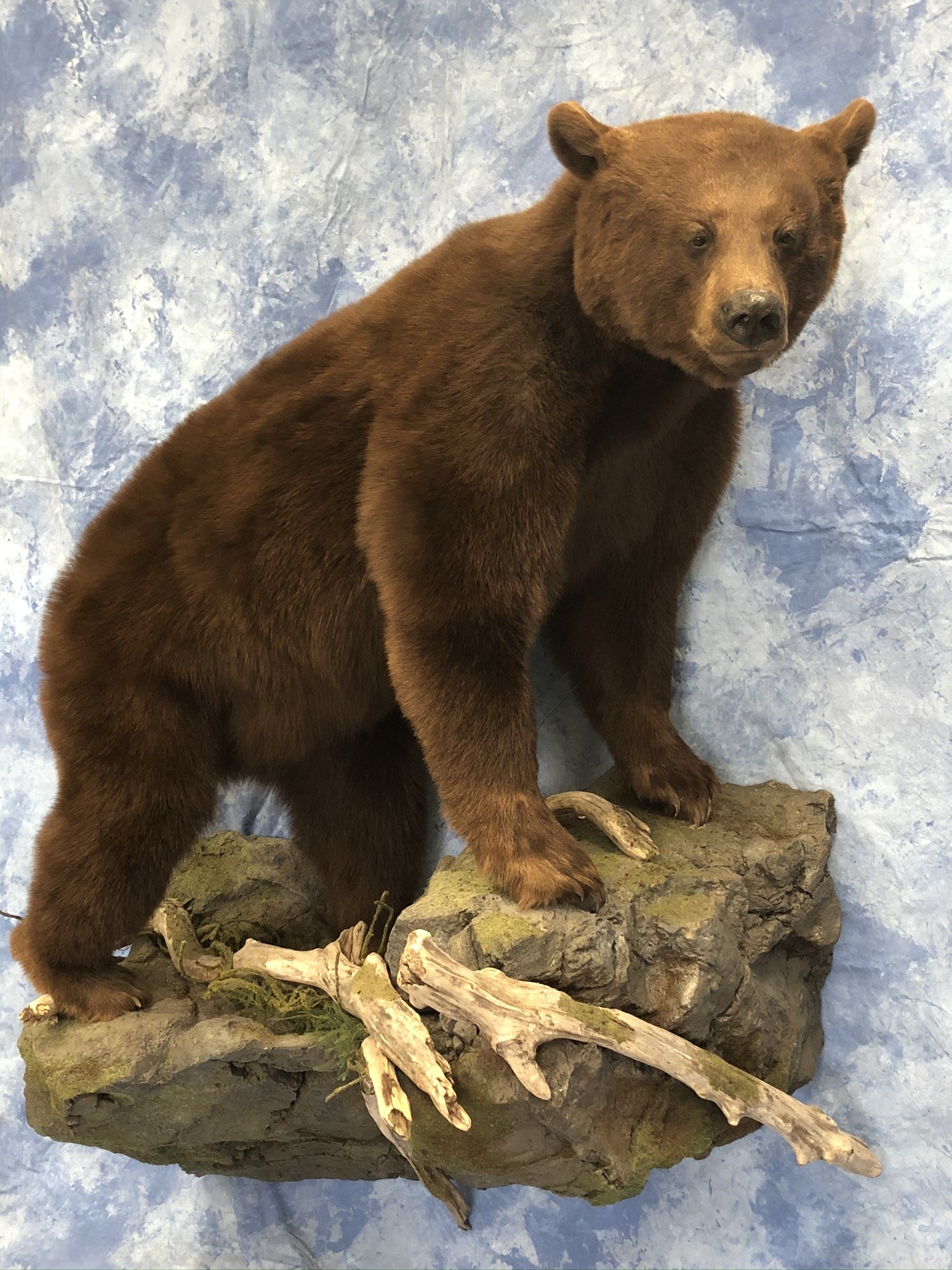 LifeSize Animals West Olive, MI