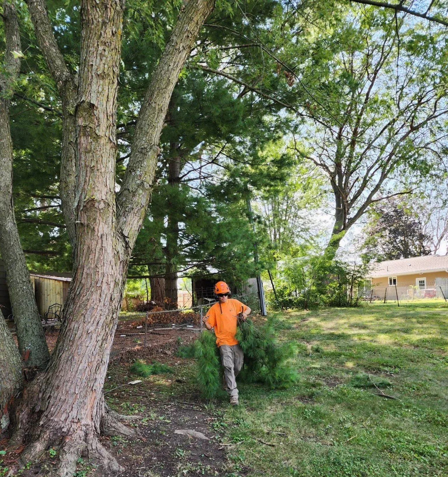 Gallery | D&J's Complete Tree Service - Ankeny