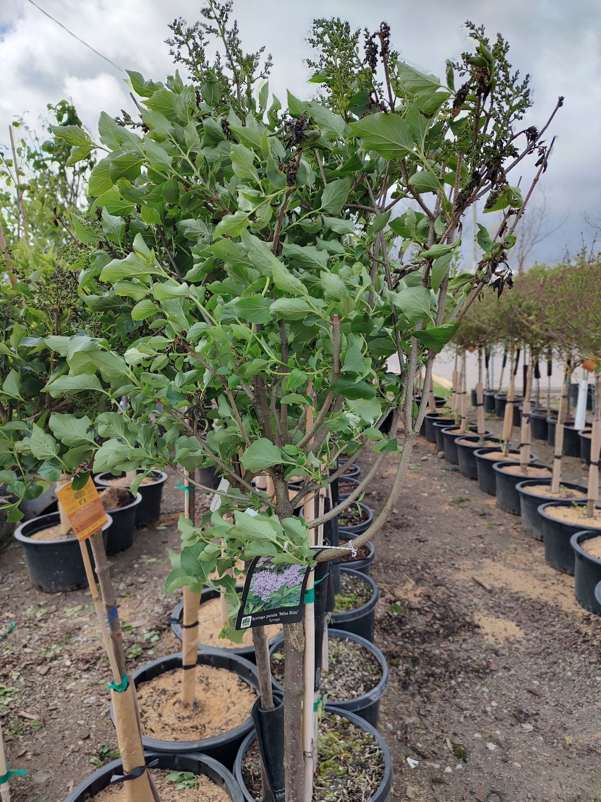 Landscaping Supplies, Dublin, OH | Kurtz Bros. Mulch & Soils
