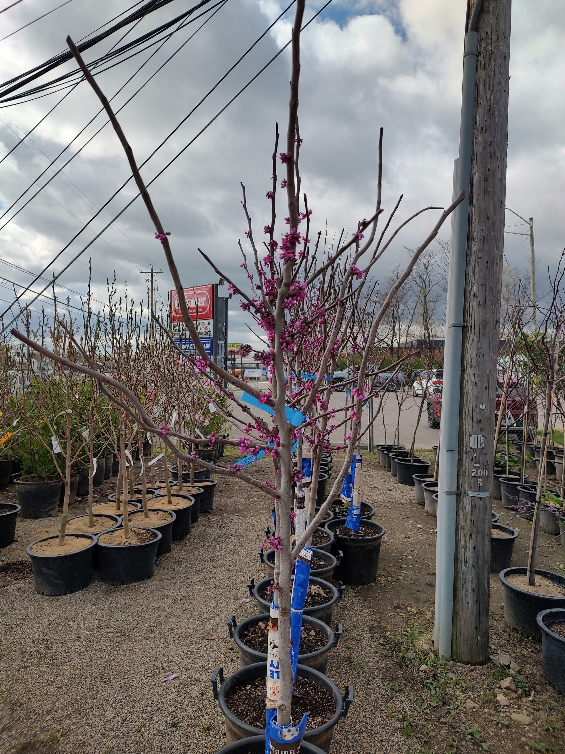 Gallery | Kurtz Bros. Mulch & Soils | Westerville, OH