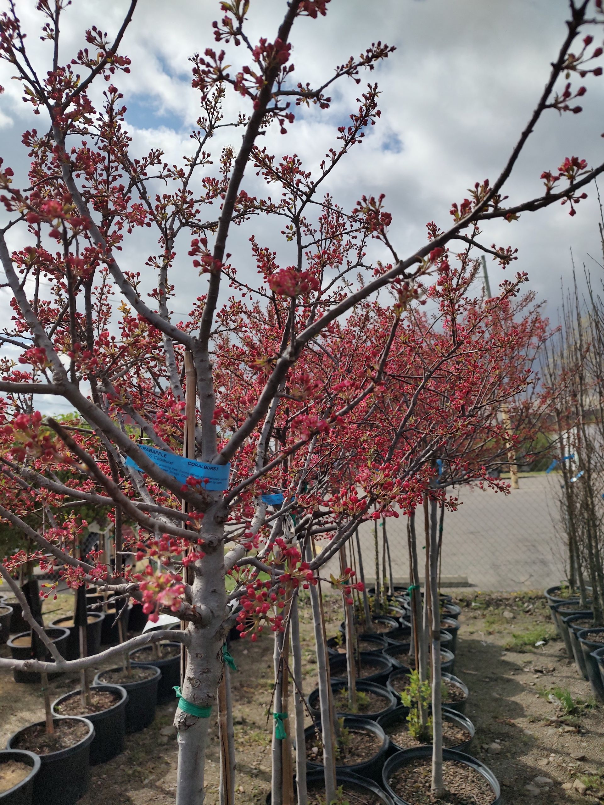 Gallery | Kurtz Bros. Mulch & Soils | Westerville, OH