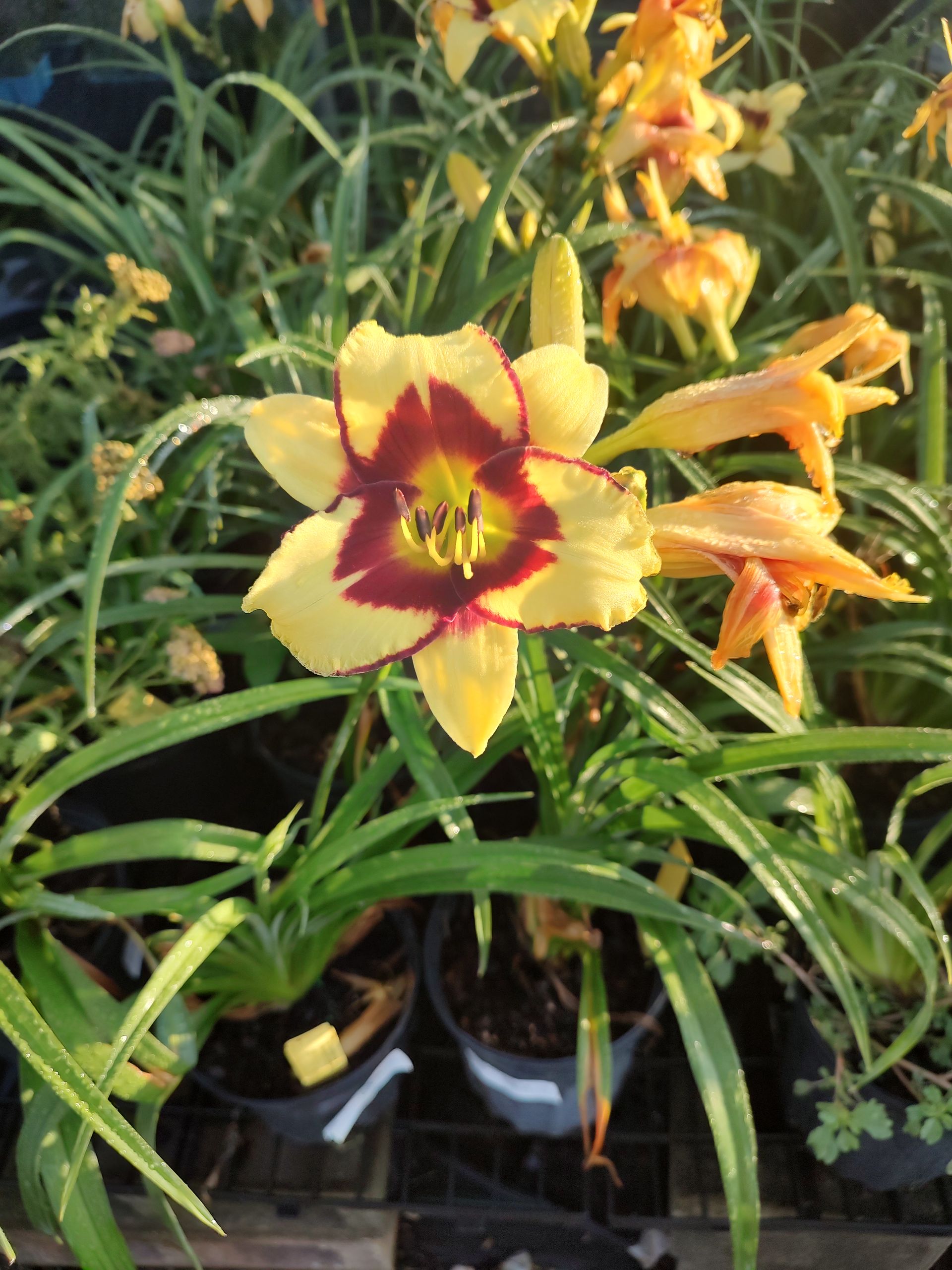 Gallery | Kurtz Bros. Mulch & Soils | Westerville, OH