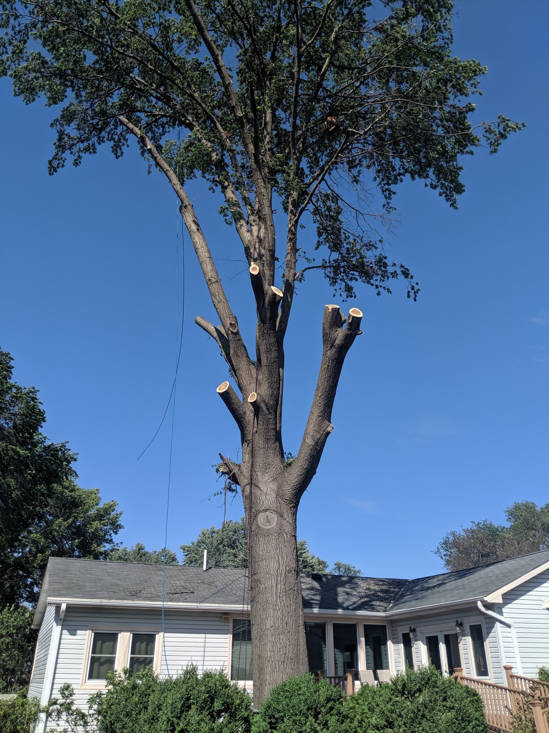 No Limits Tree Service Tree Removal Gretna, NE Lincoln, NE