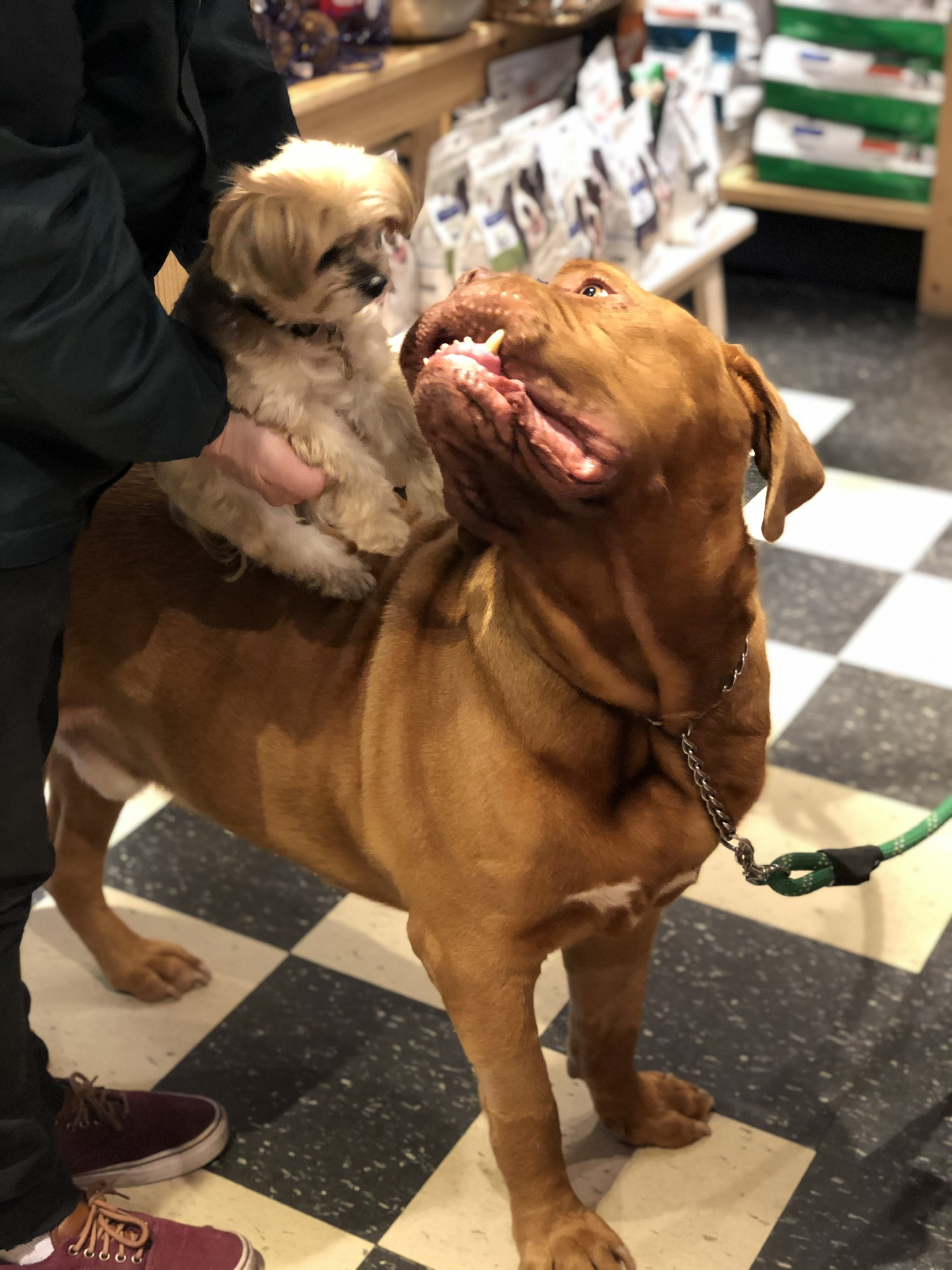 Gallery The Pet Store Next Door