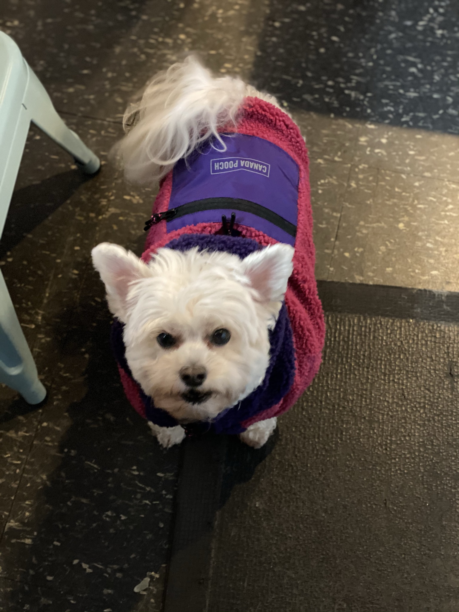 Gallery The Pet Store Next Door