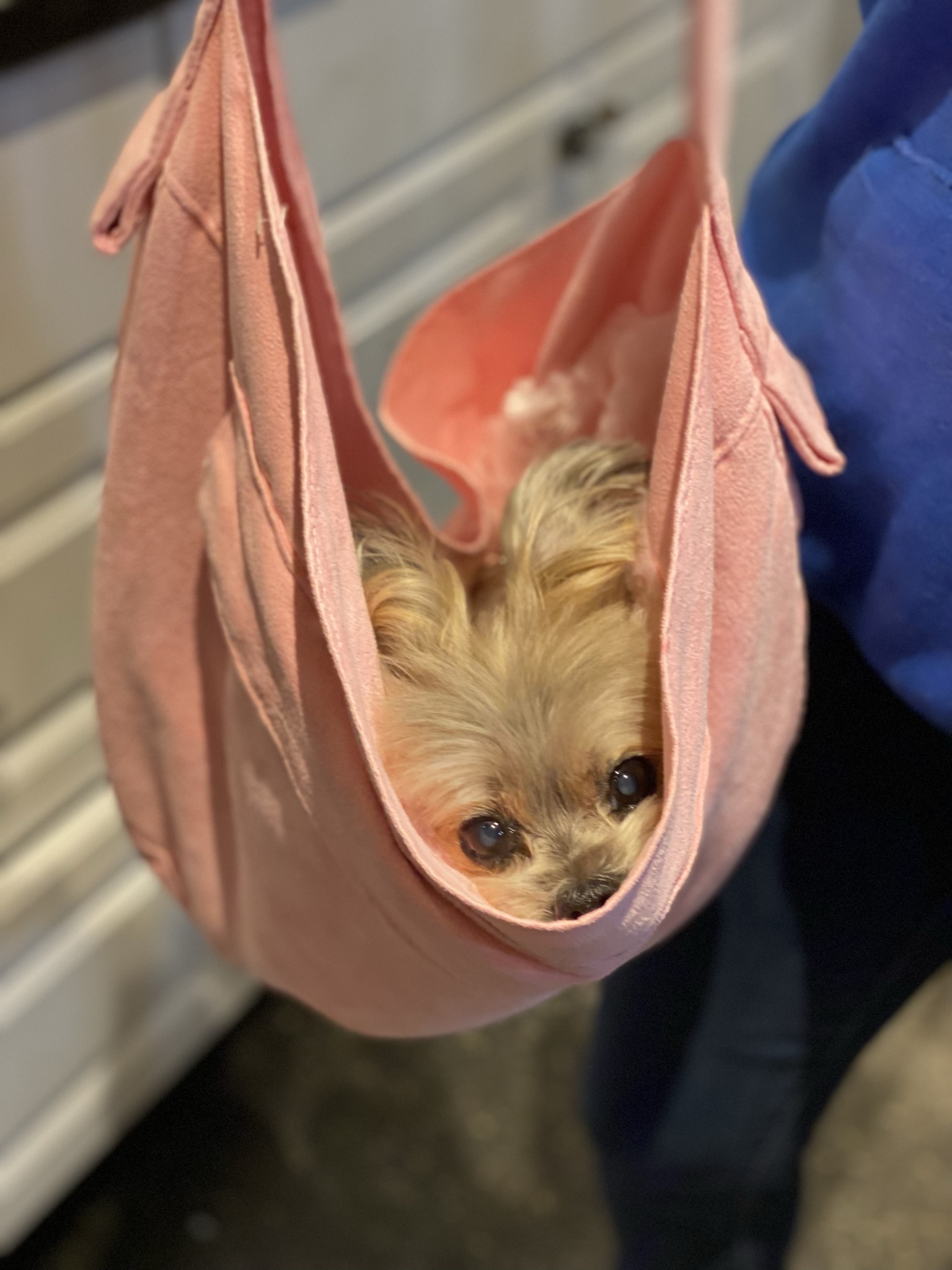 Gallery The Pet Store Next Door