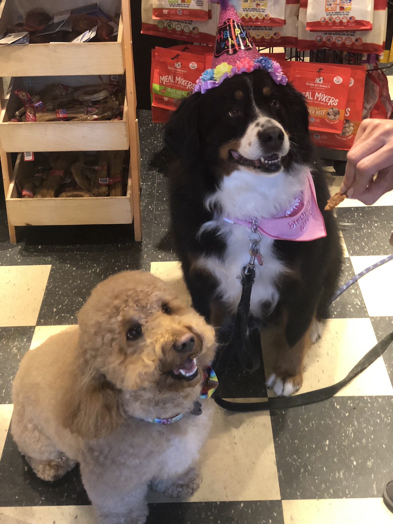 Gallery The Pet Store Next Door