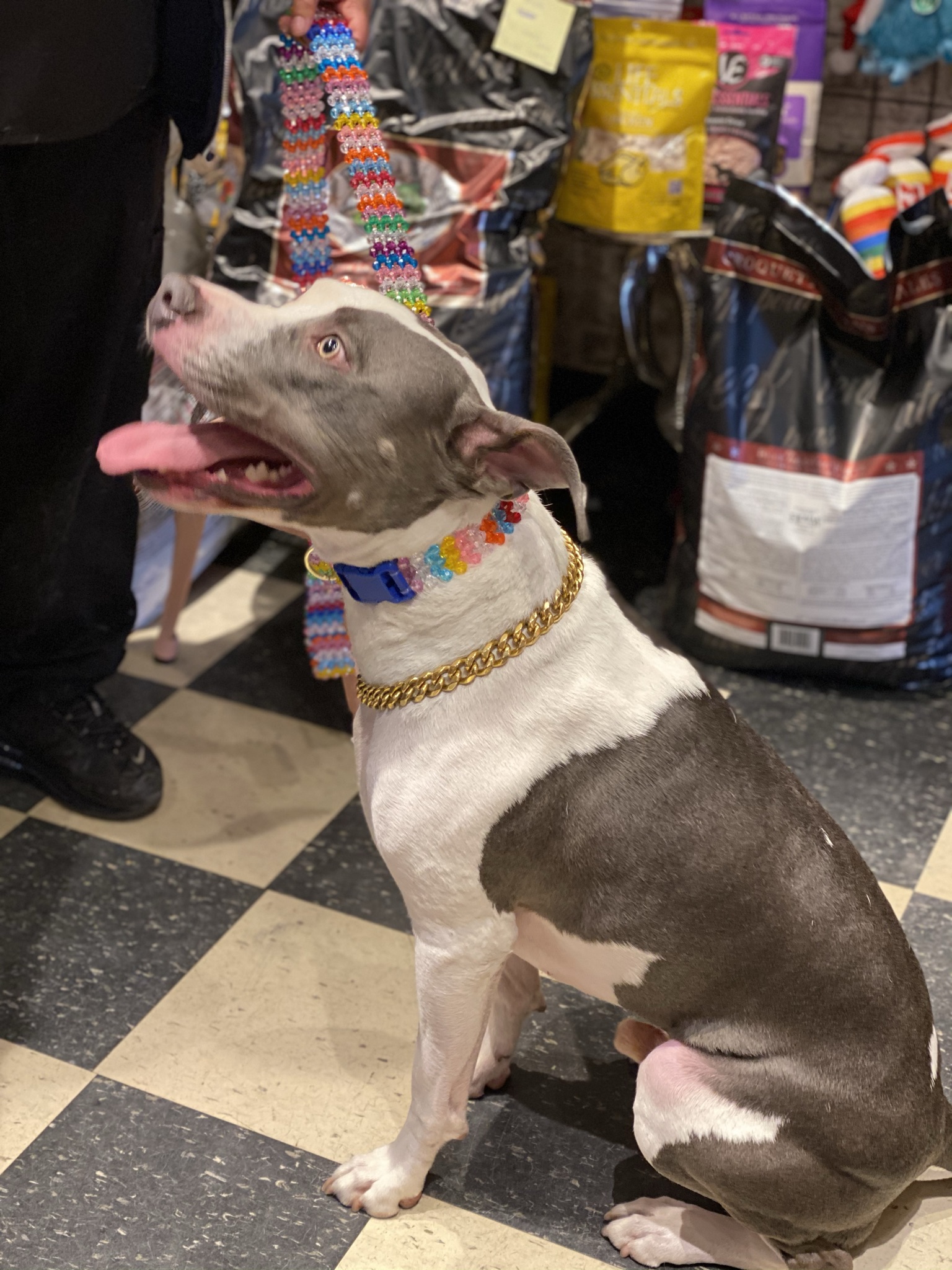 Gallery The Pet Store Next Door