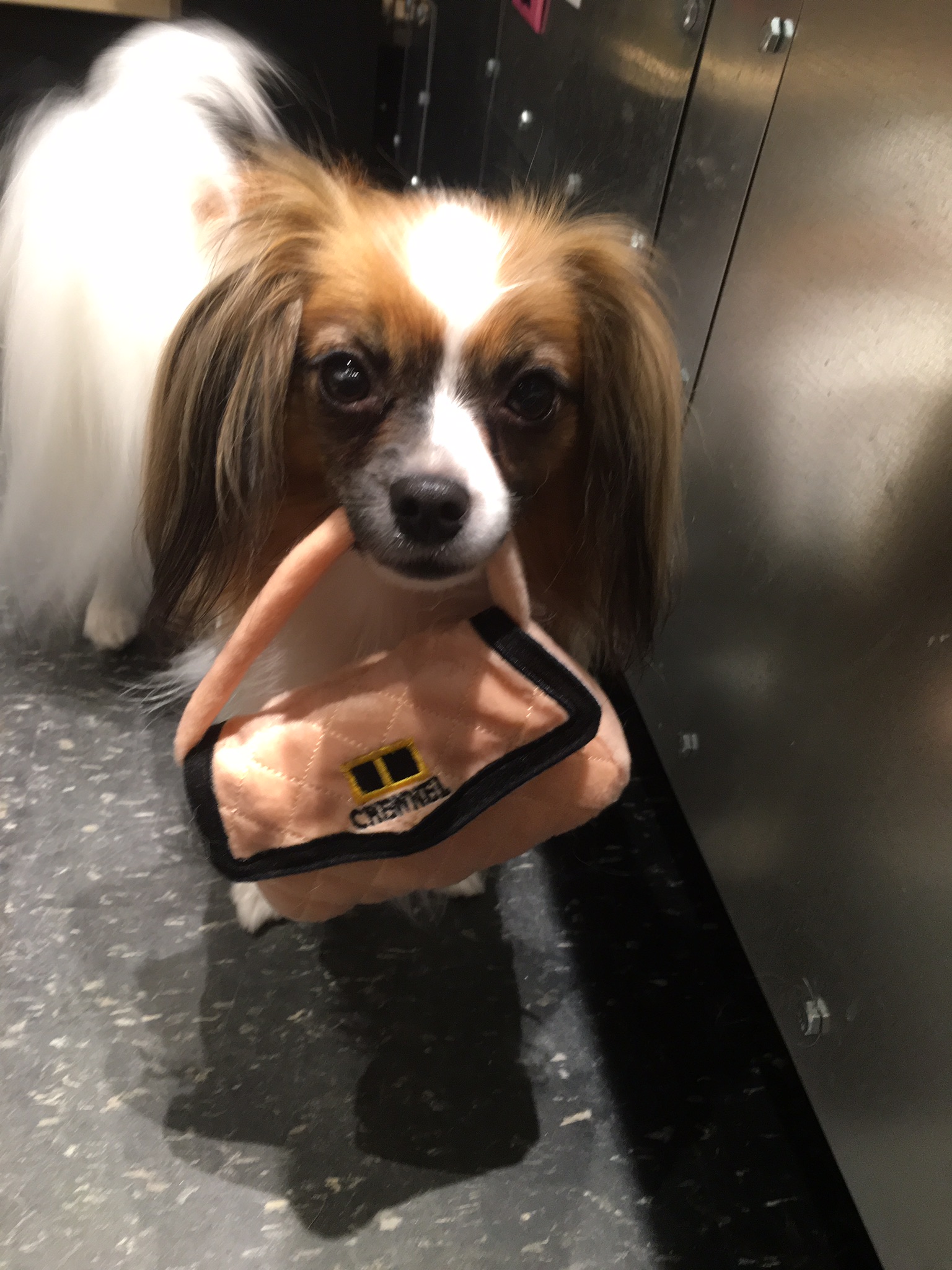 Gallery The Pet Store Next Door