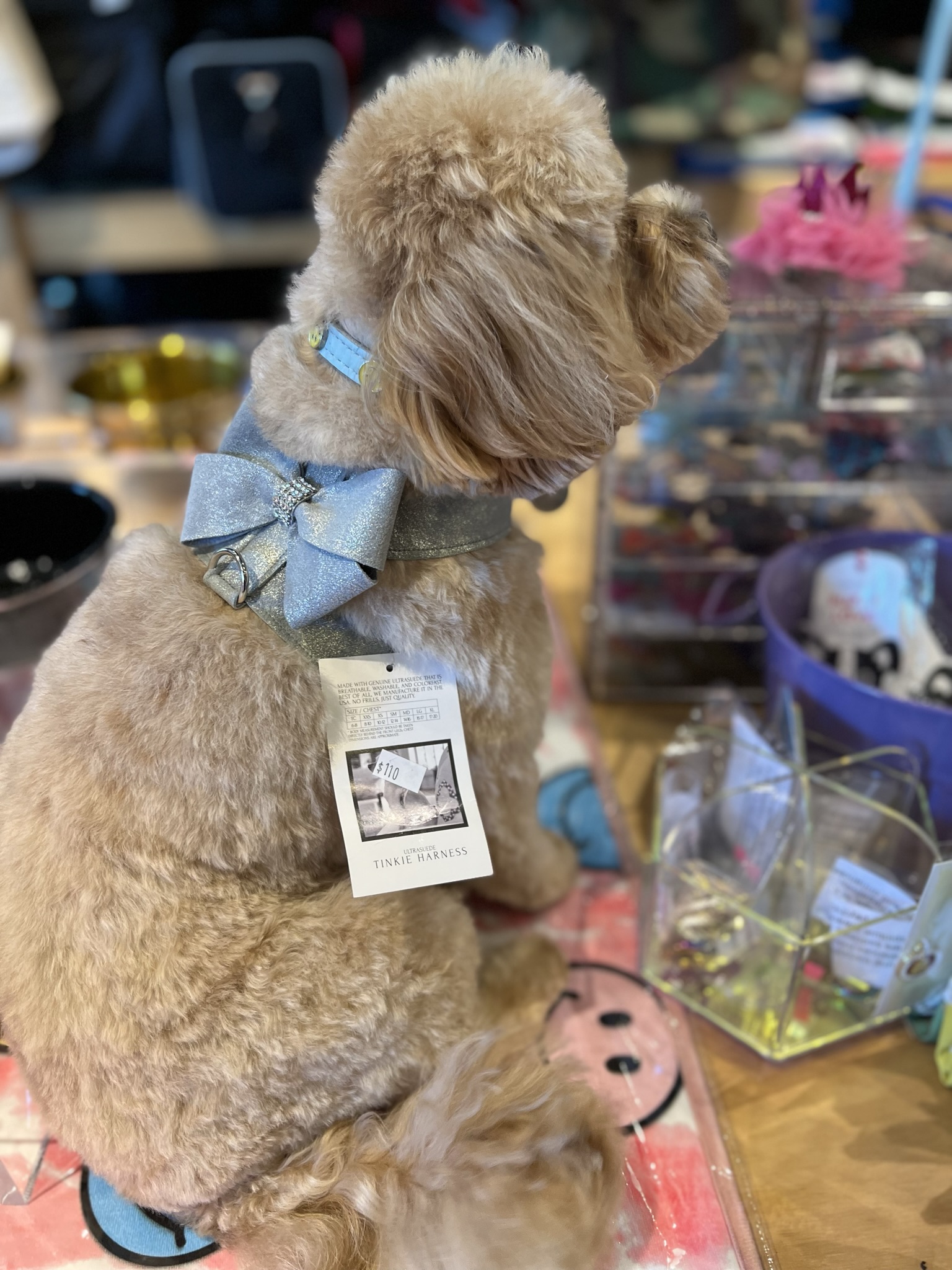 Gallery The Pet Store Next Door