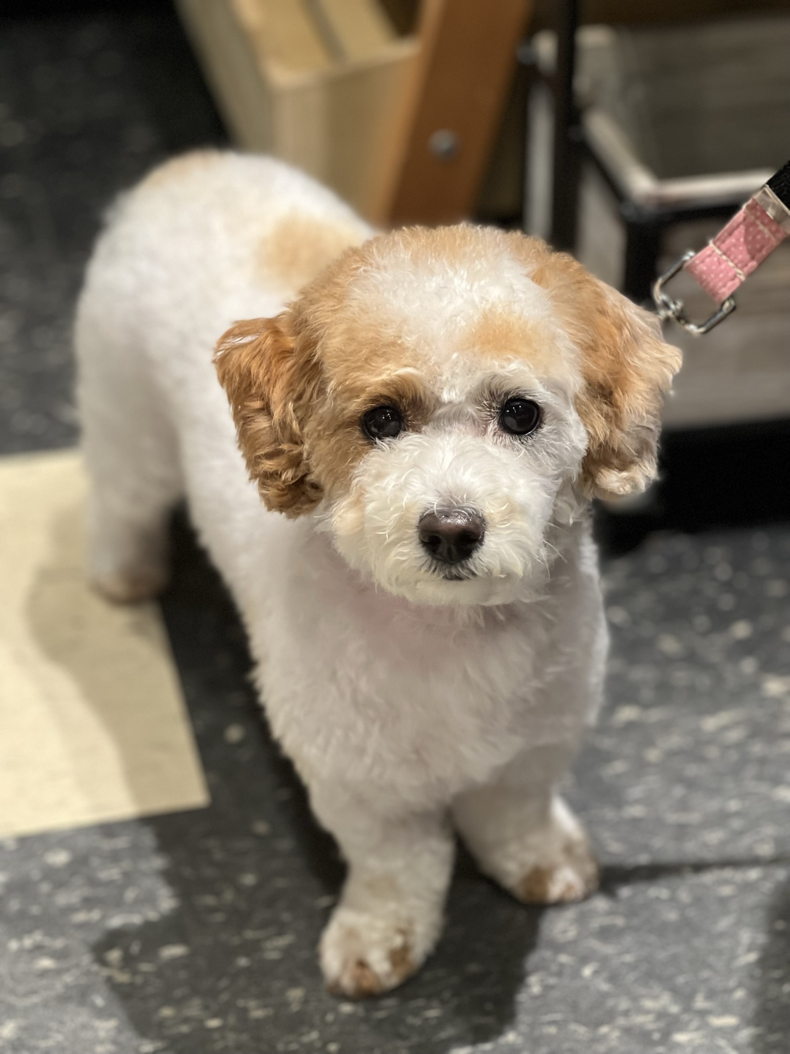 Gallery The Pet Store Next Door