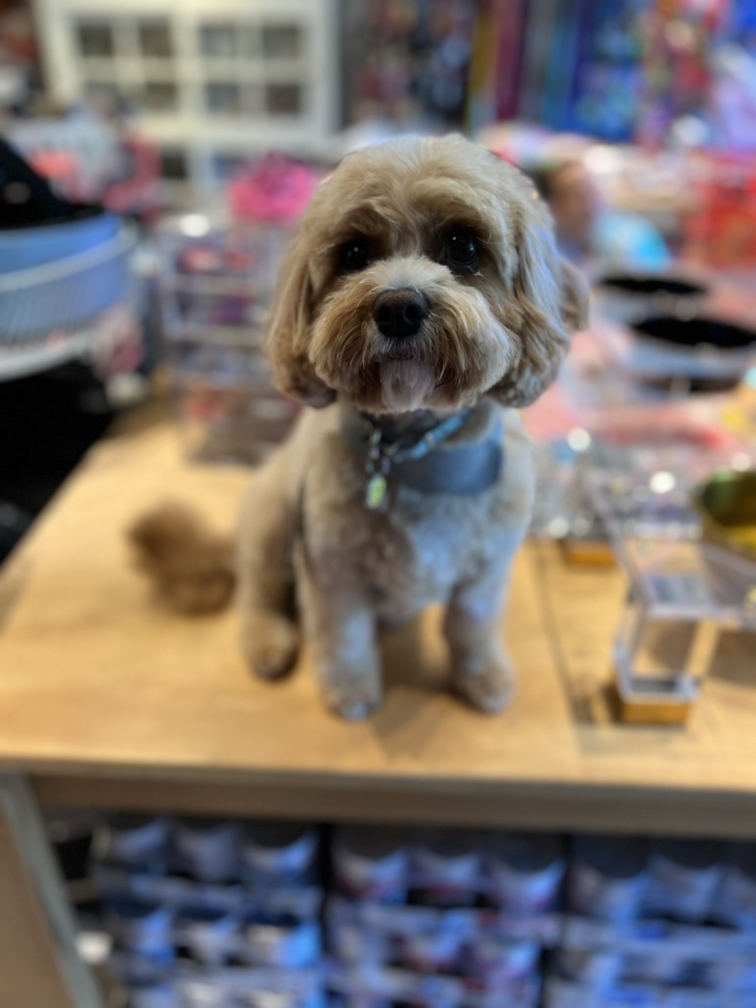 Gallery The Pet Store Next Door