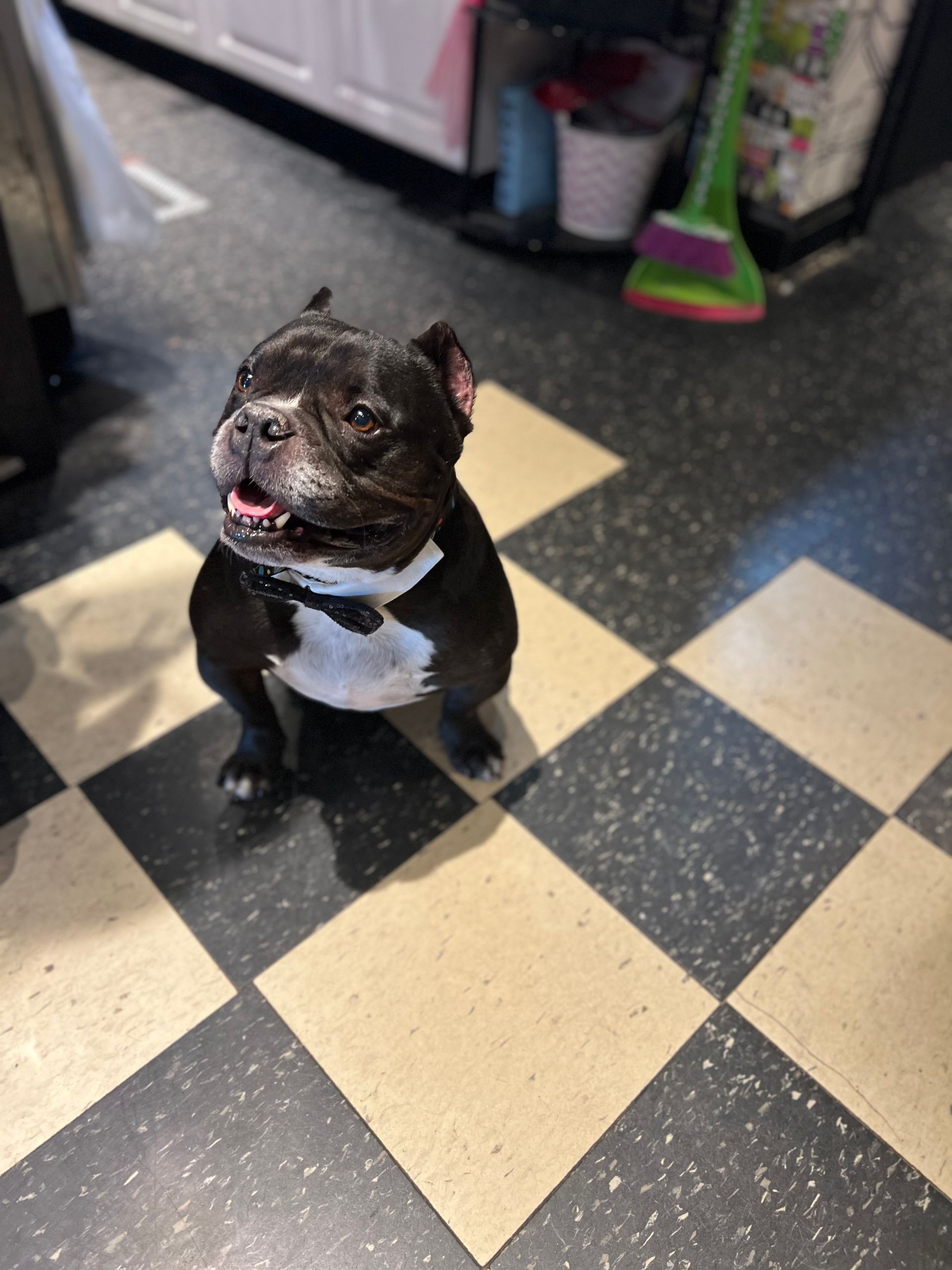 Gallery The Pet Store Next Door