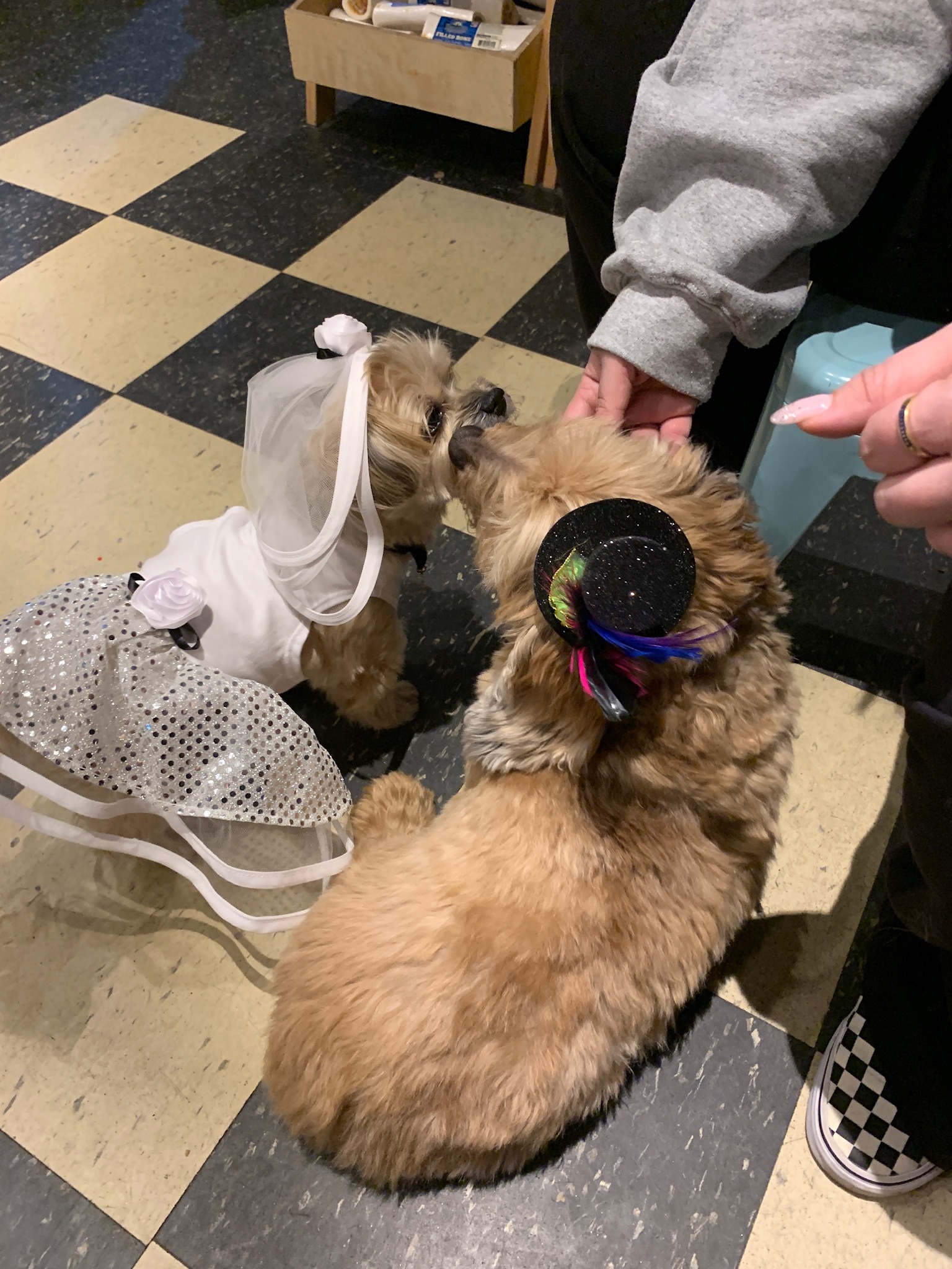 Gallery The Pet Store Next Door