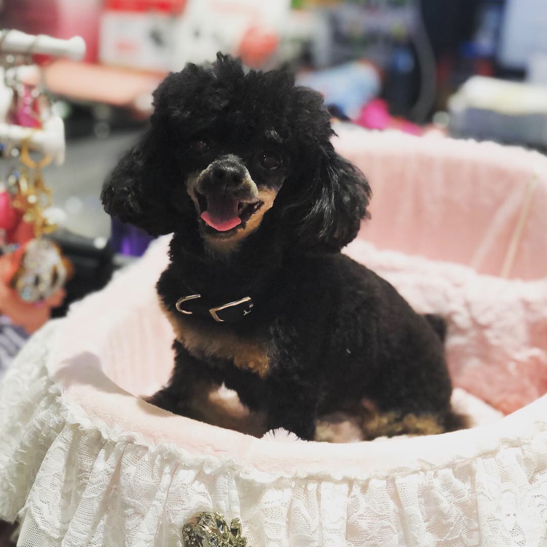 Gallery The Pet Store Next Door