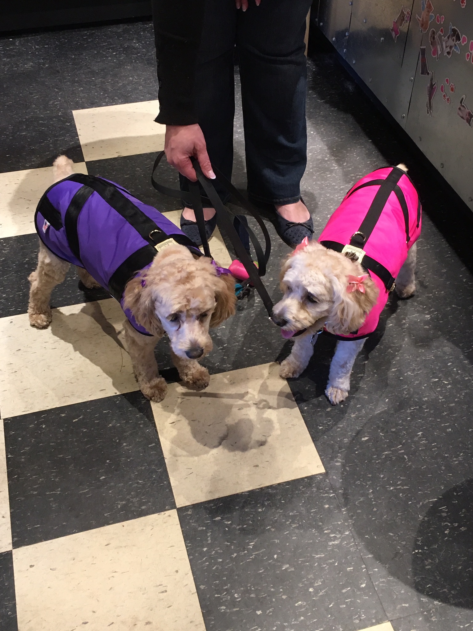 Gallery The Pet Store Next Door