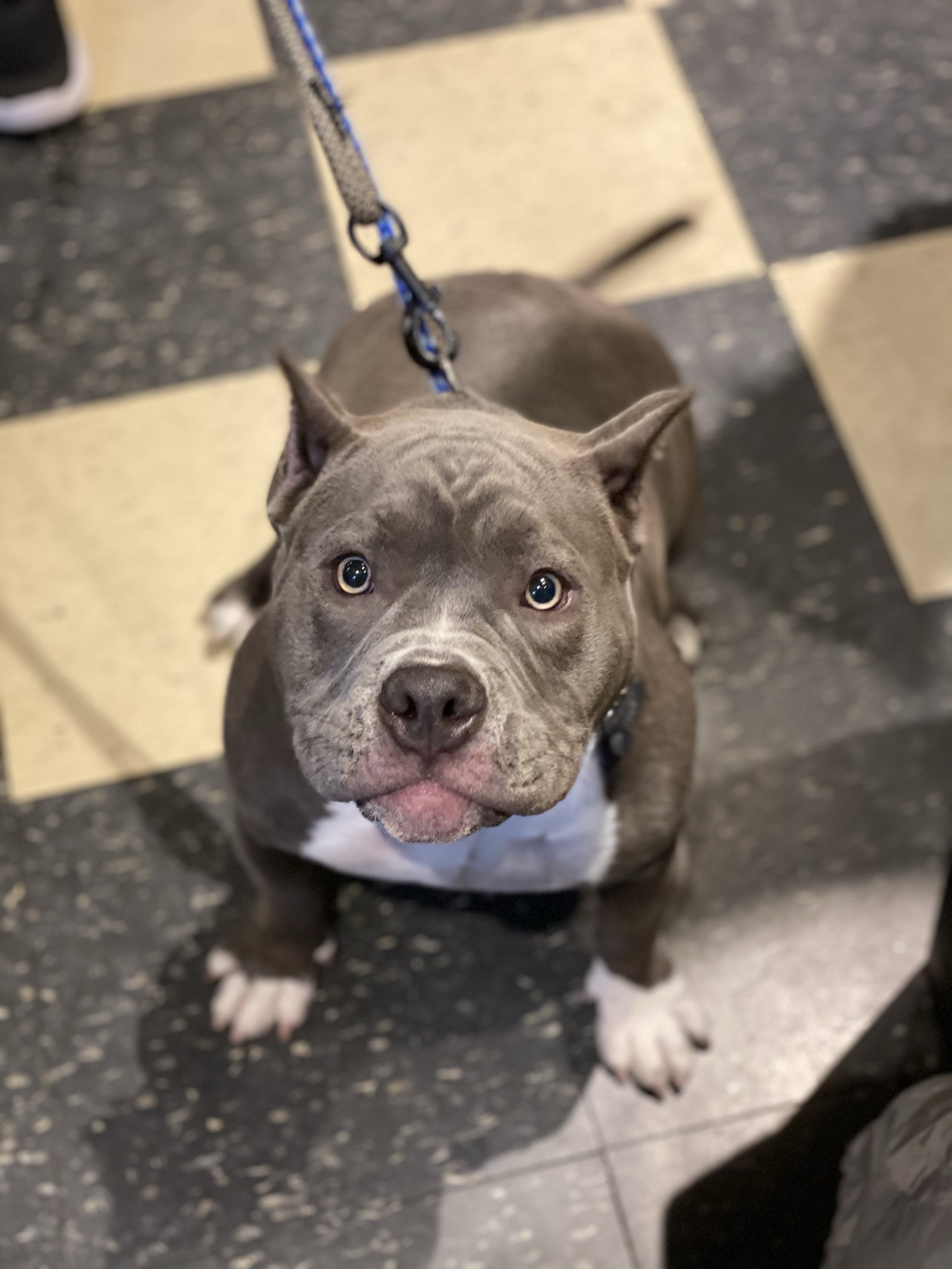 Gallery The Pet Store Next Door