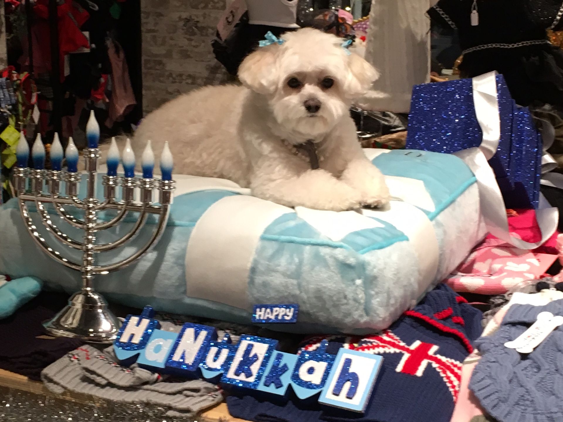 Gallery The Pet Store Next Door