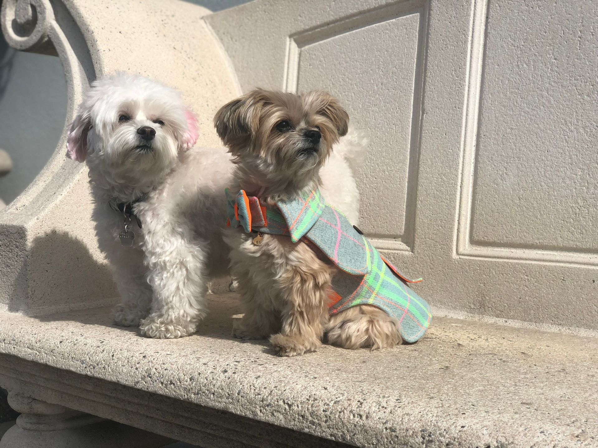 Gallery The Pet Store Next Door