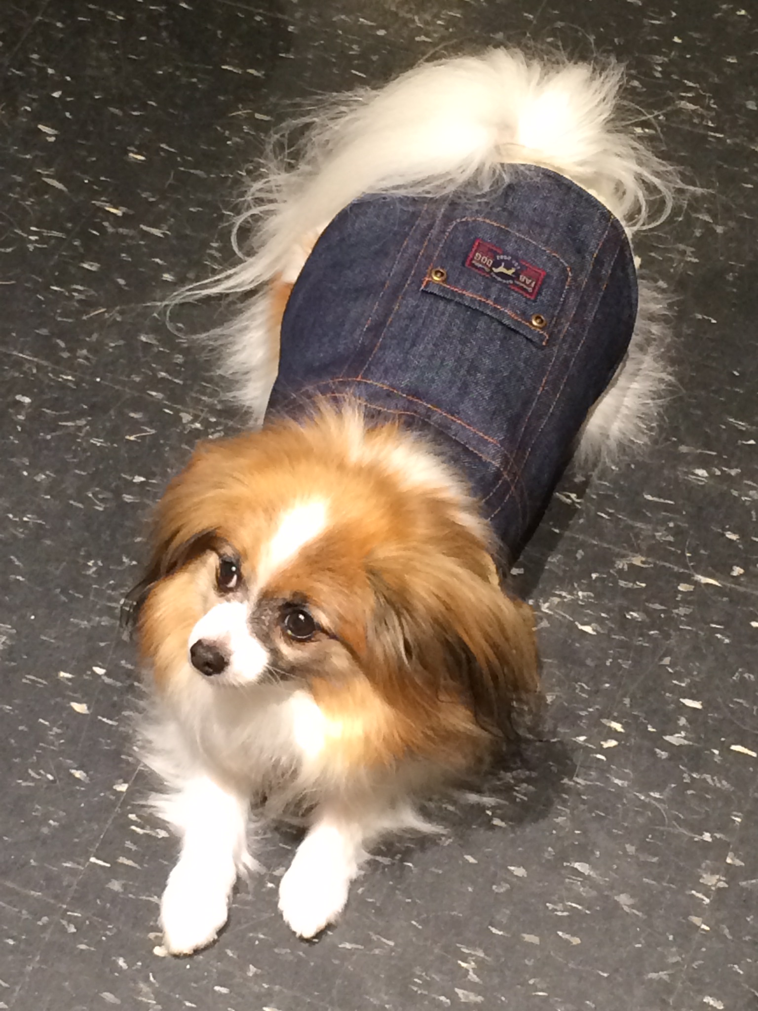 Gallery The Pet Store Next Door