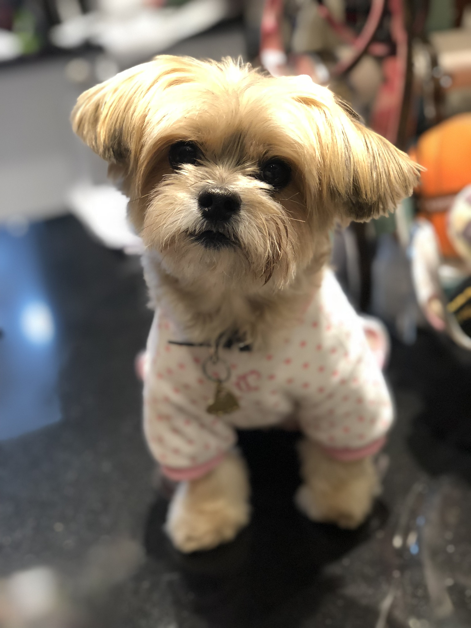 Gallery The Pet Store Next Door