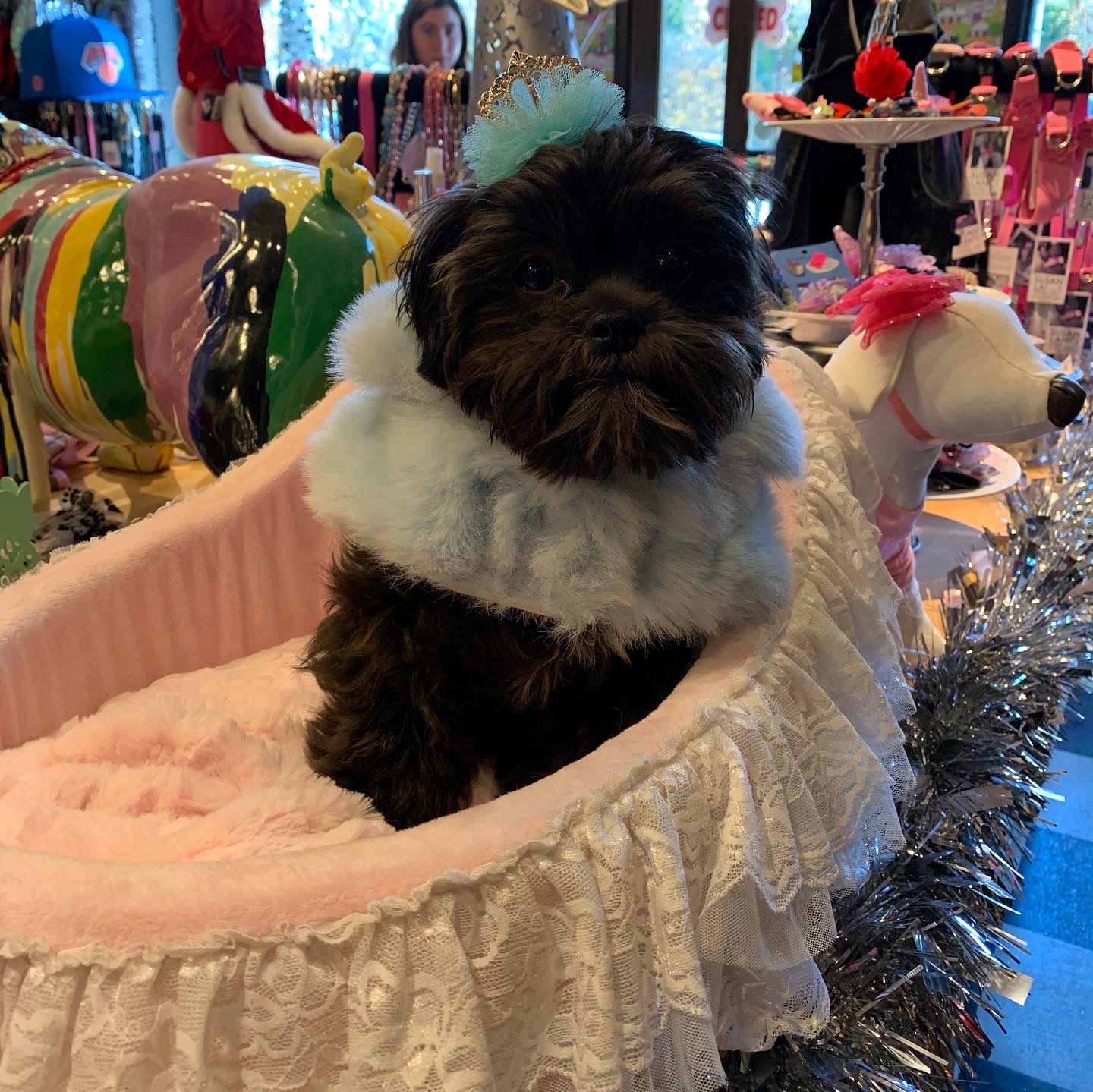 Gallery The Pet Store Next Door