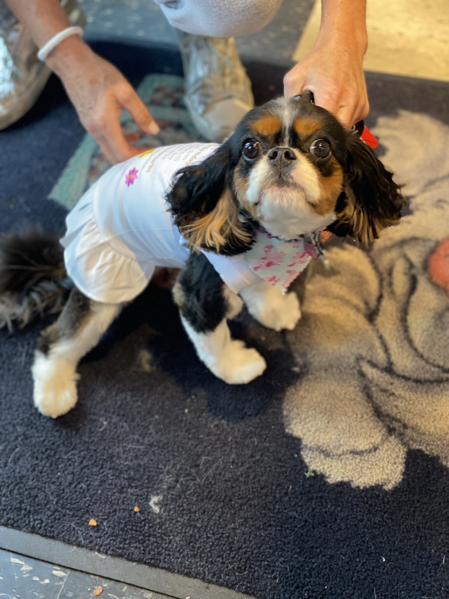 Gallery The Pet Store Next Door