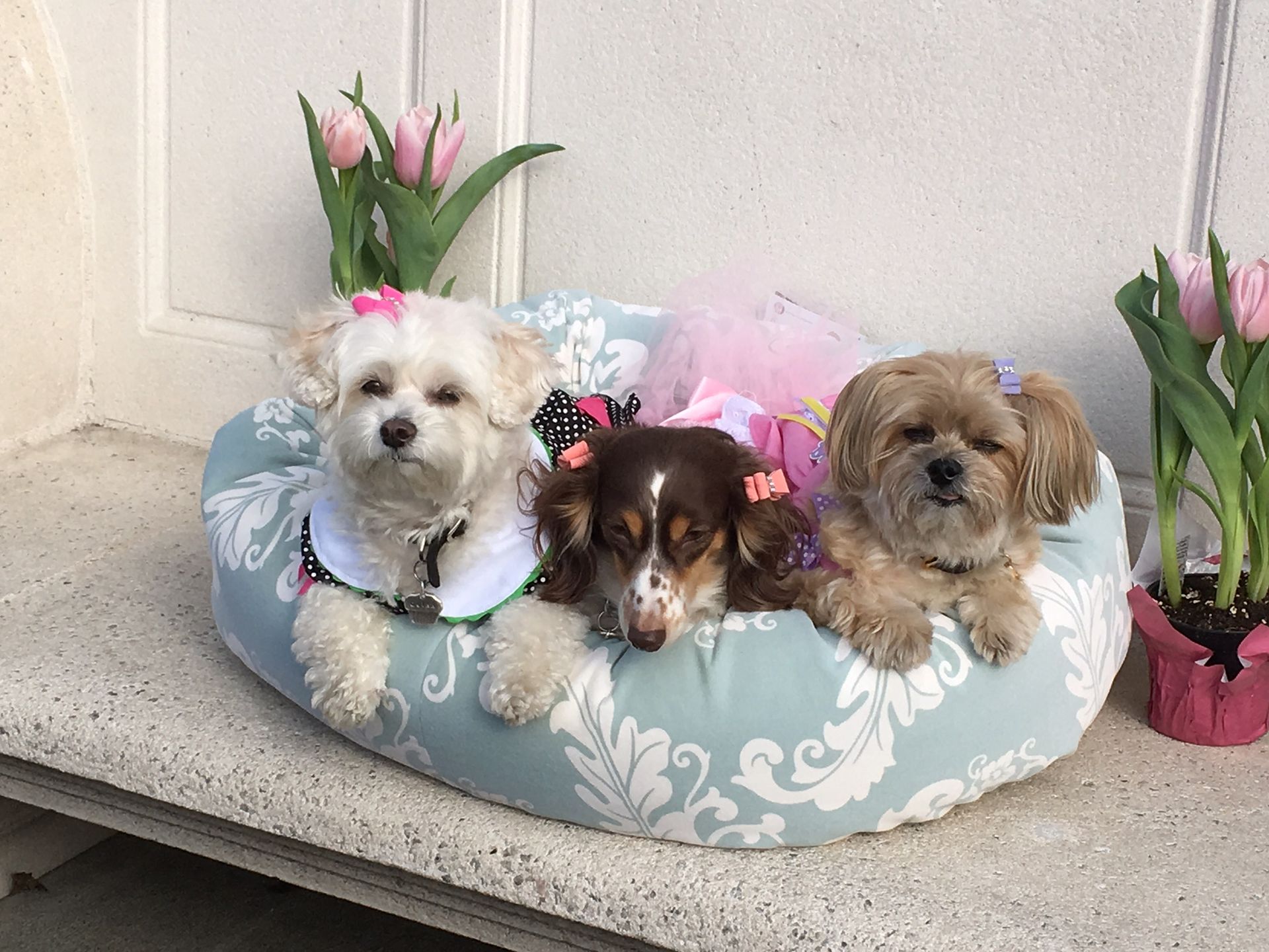 Gallery The Pet Store Next Door