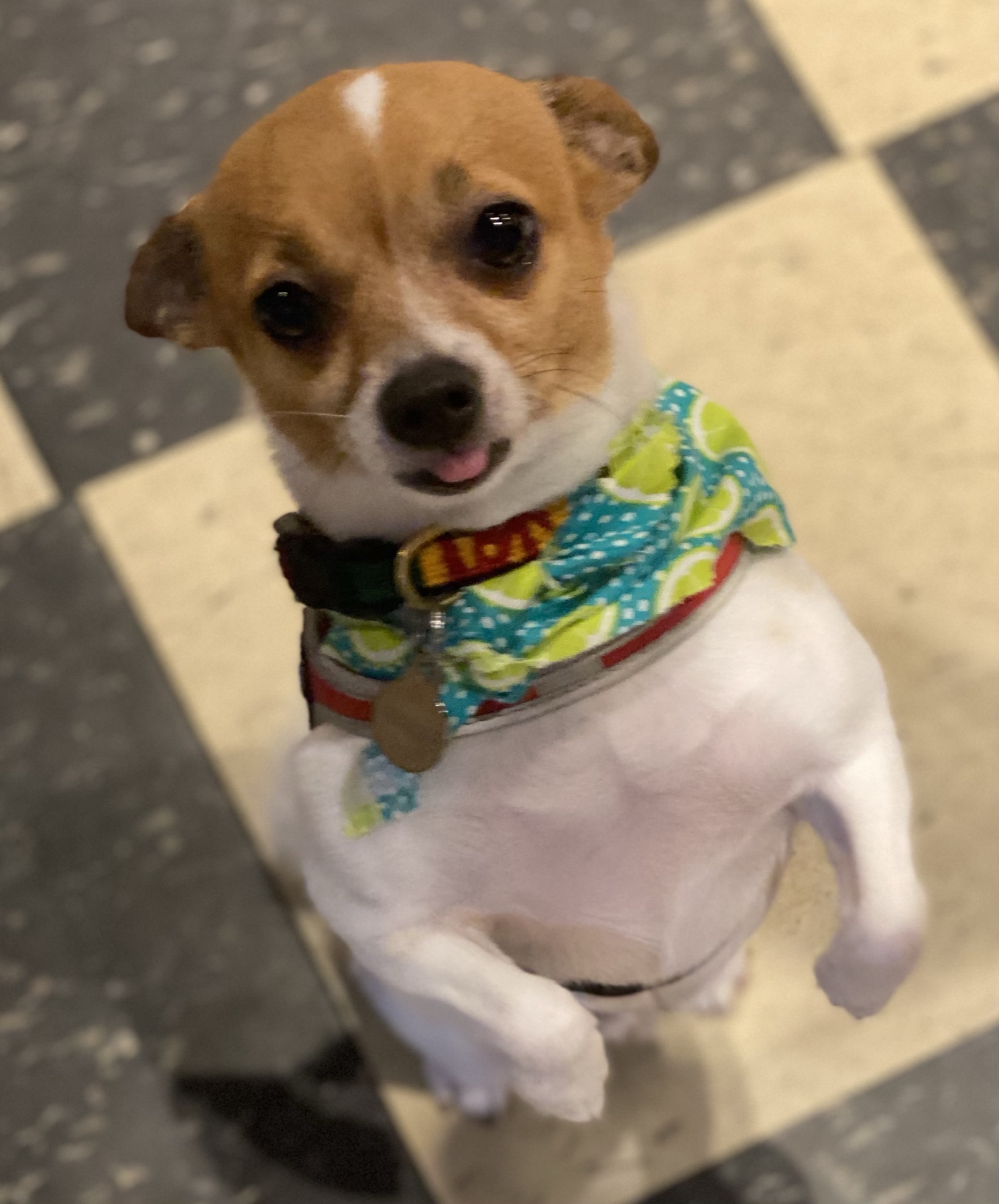 Gallery The Pet Store Next Door