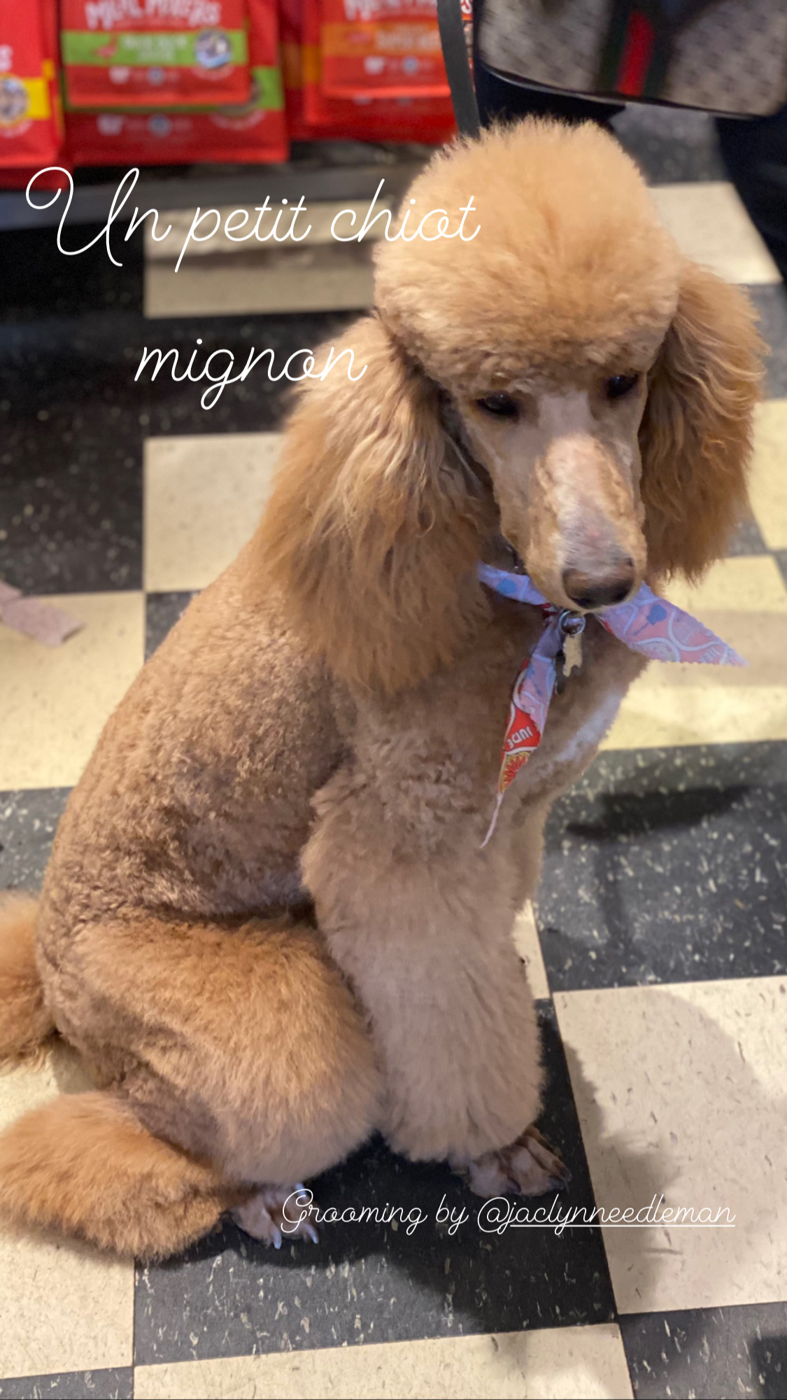 Gallery The Pet Store Next Door