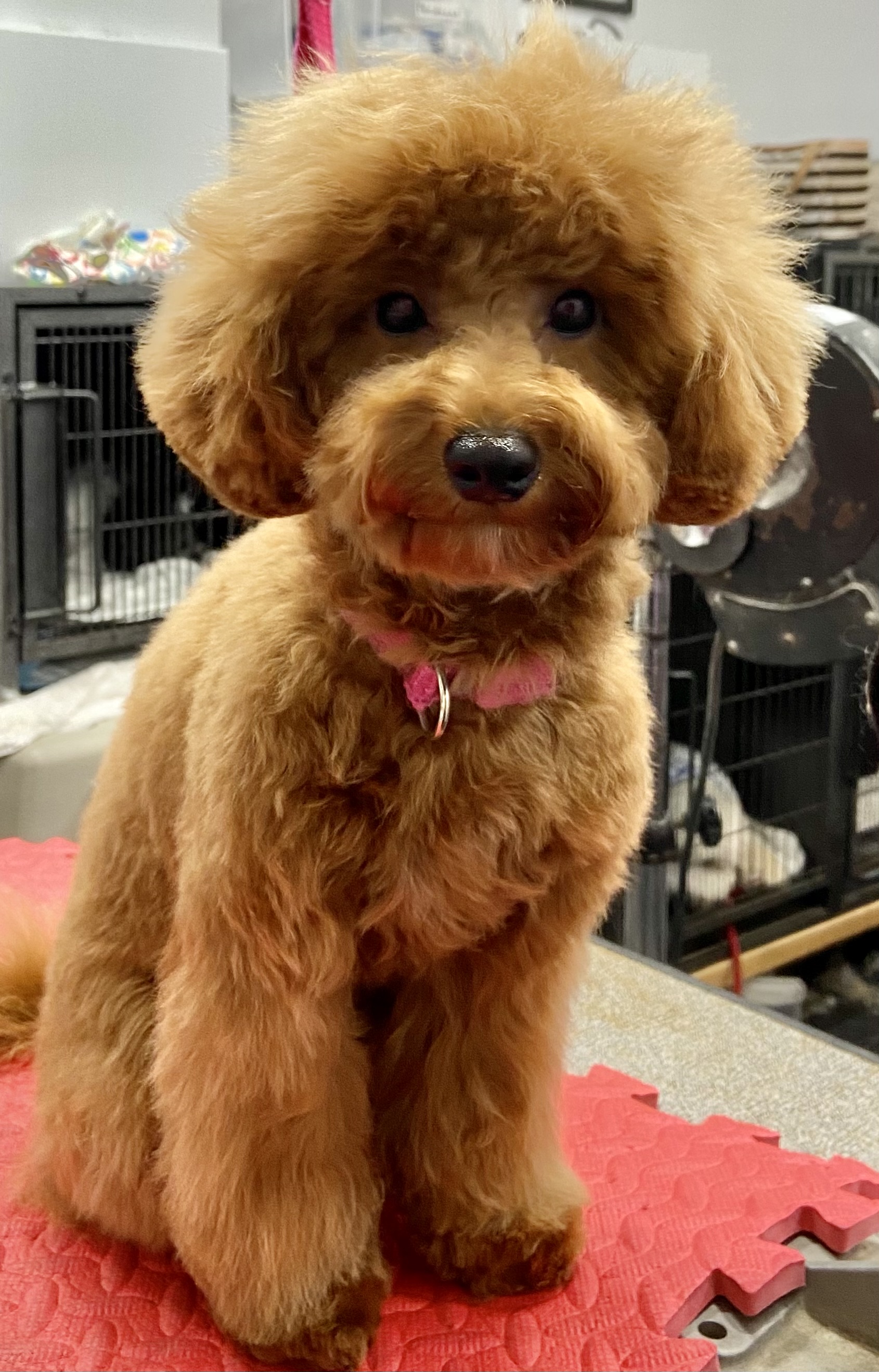 Gallery The Pet Store Next Door