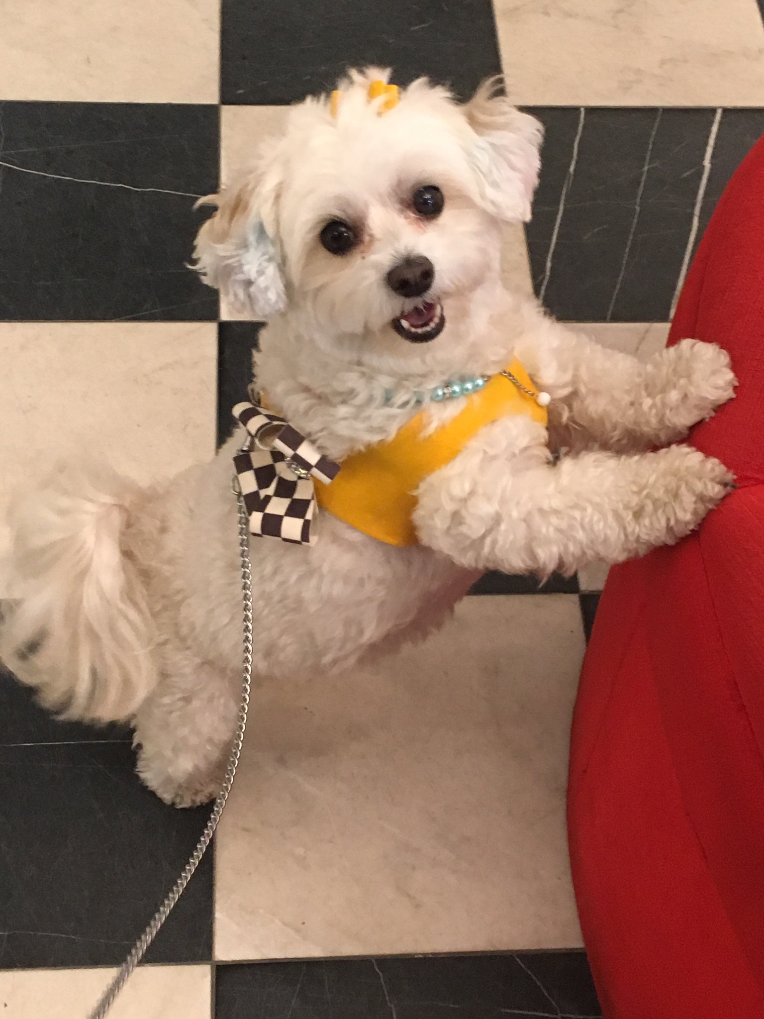 Gallery The Pet Store Next Door